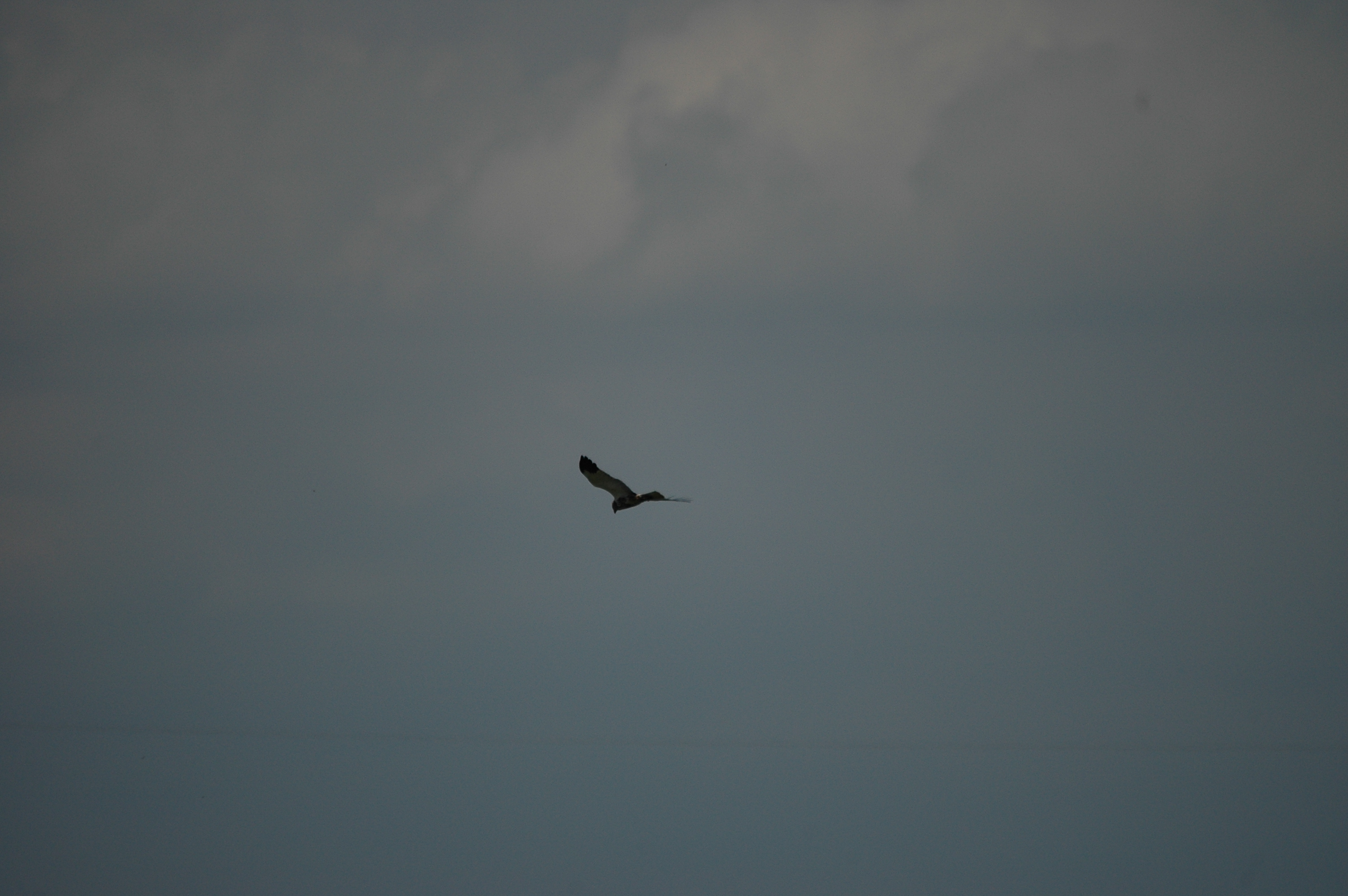photos/wildlife/Bird_Species/032-Hawks-Eagles-Harriers-Falcons/0688-Western_Marsh-Harrier/DSC_6595.JPG