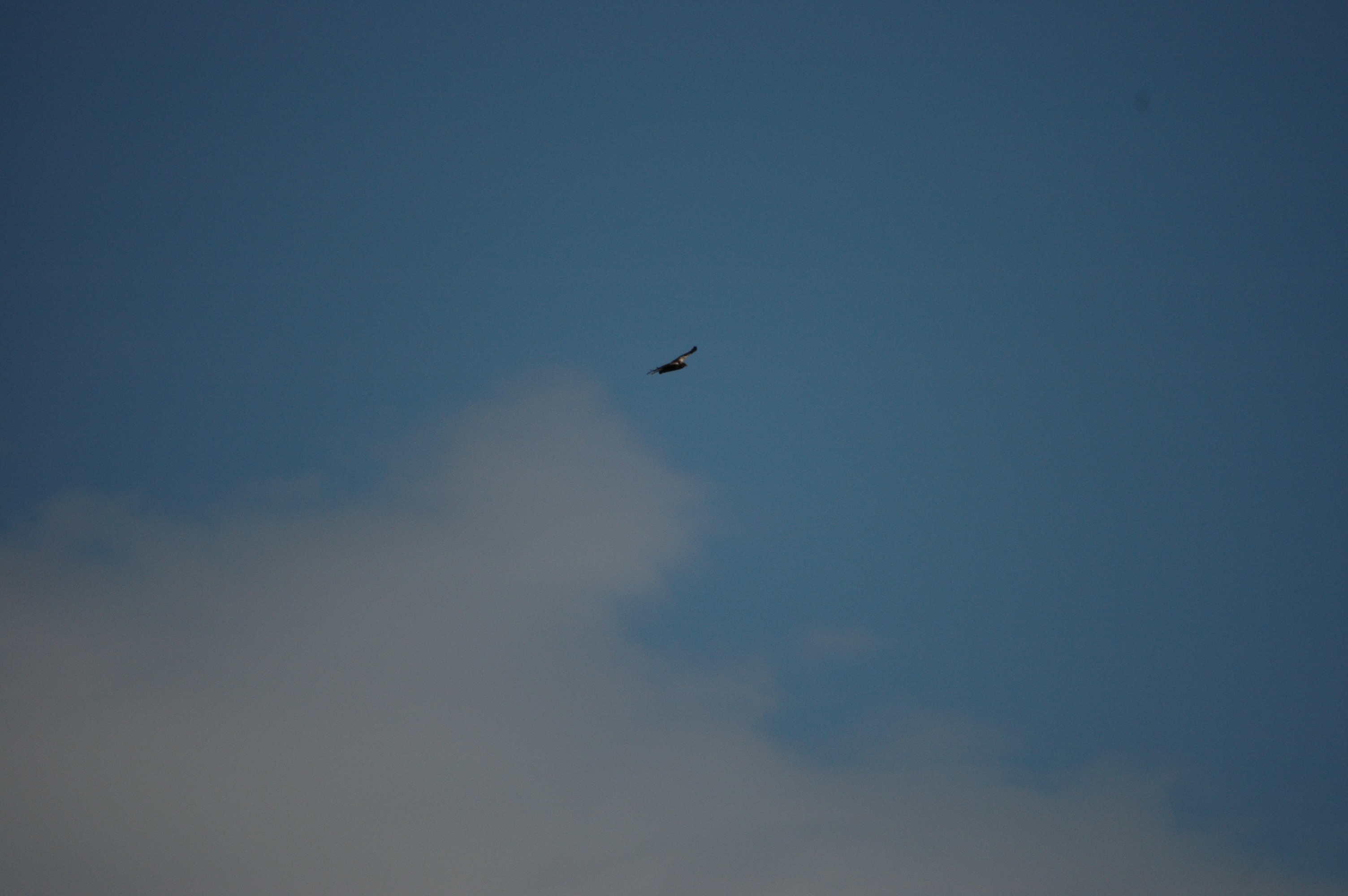 photos/wildlife/Bird_Species/032-Hawks-Eagles-Harriers-Falcons/0688-Western_Marsh-Harrier/DSC_6601.JPG