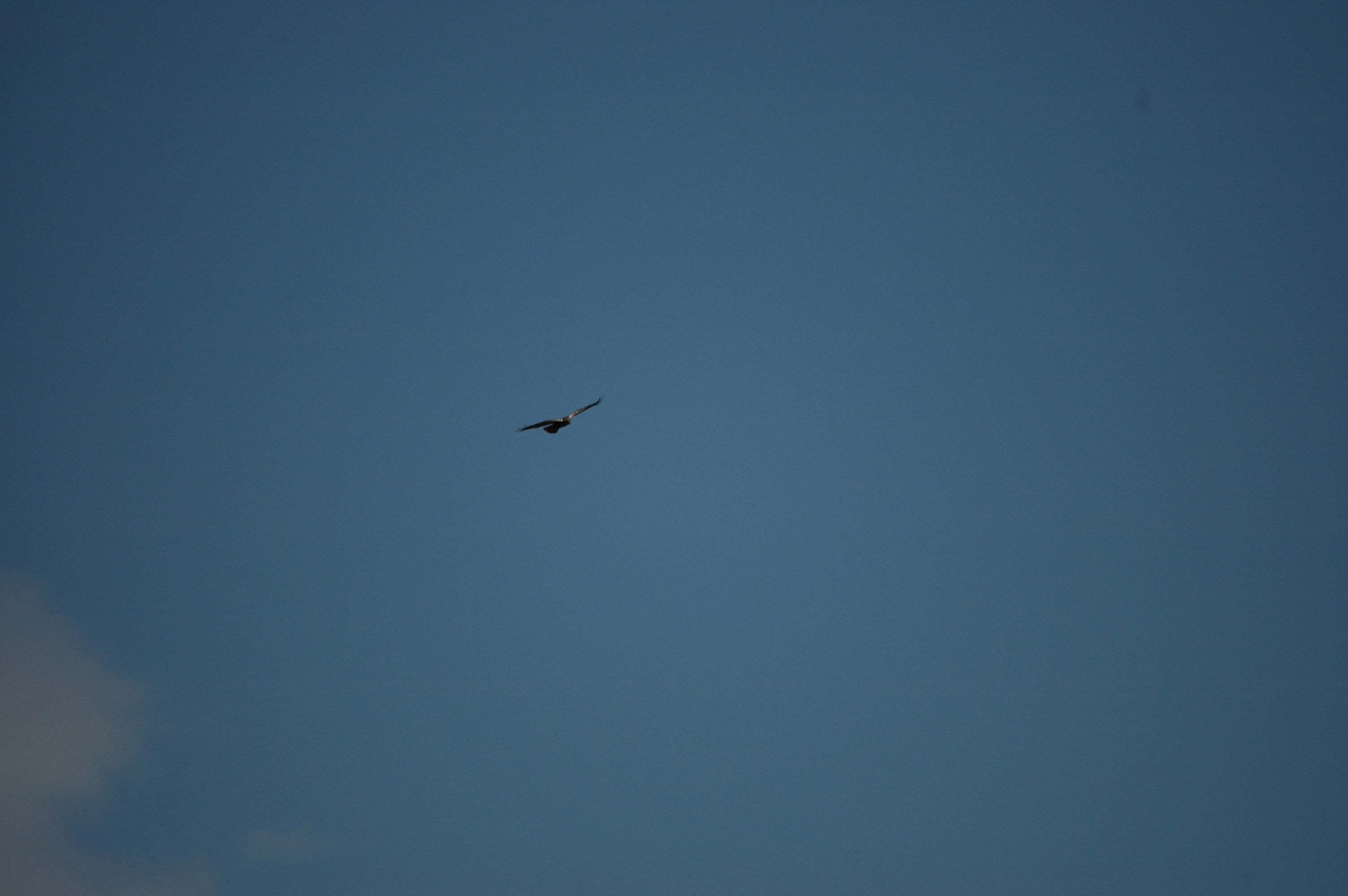 photos/wildlife/Bird_Species/032-Hawks-Eagles-Harriers-Falcons/0688-Western_Marsh-Harrier/DSC_6602.JPG