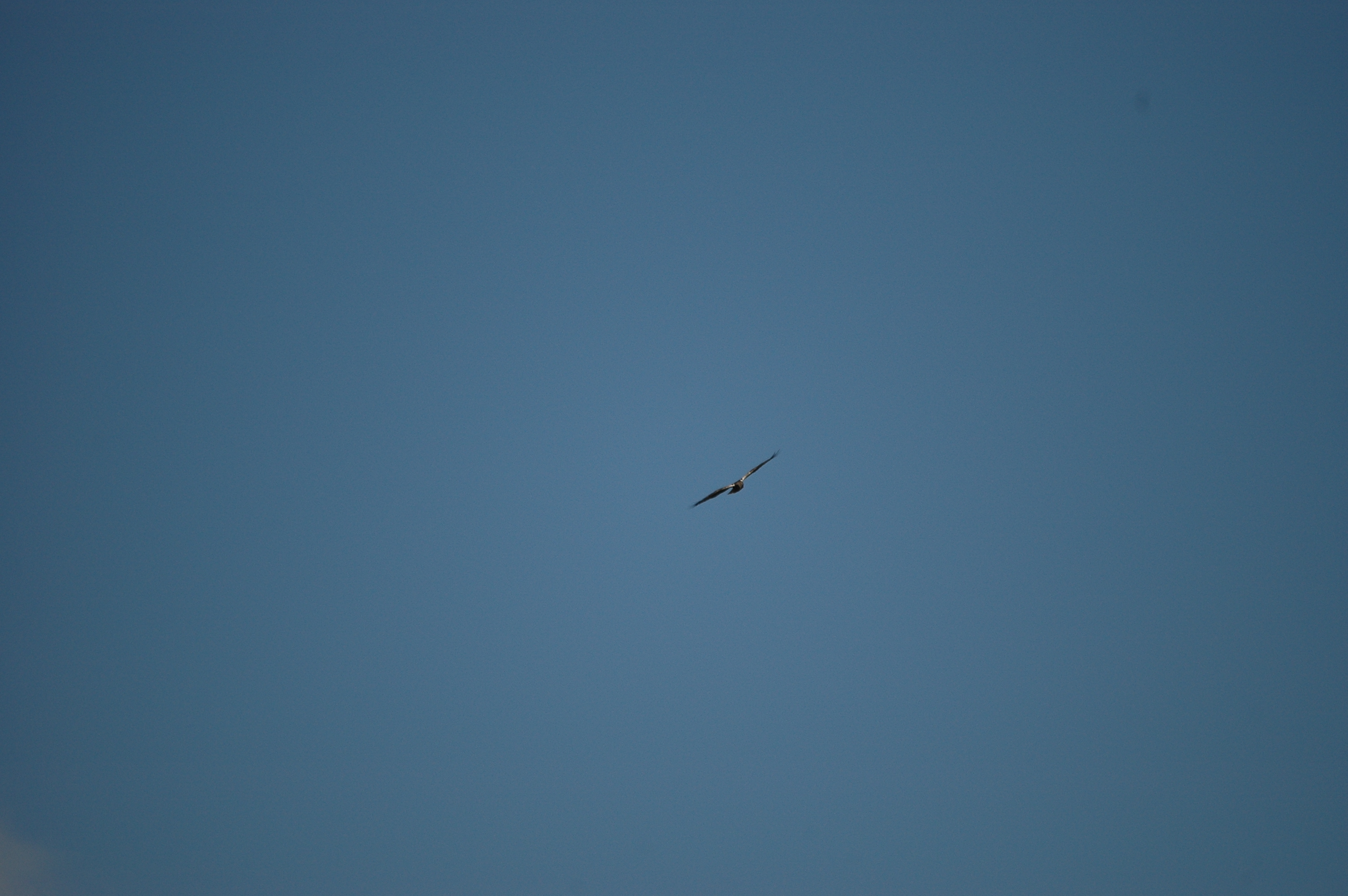 photos/wildlife/Bird_Species/032-Hawks-Eagles-Harriers-Falcons/0688-Western_Marsh-Harrier/DSC_6603.JPG