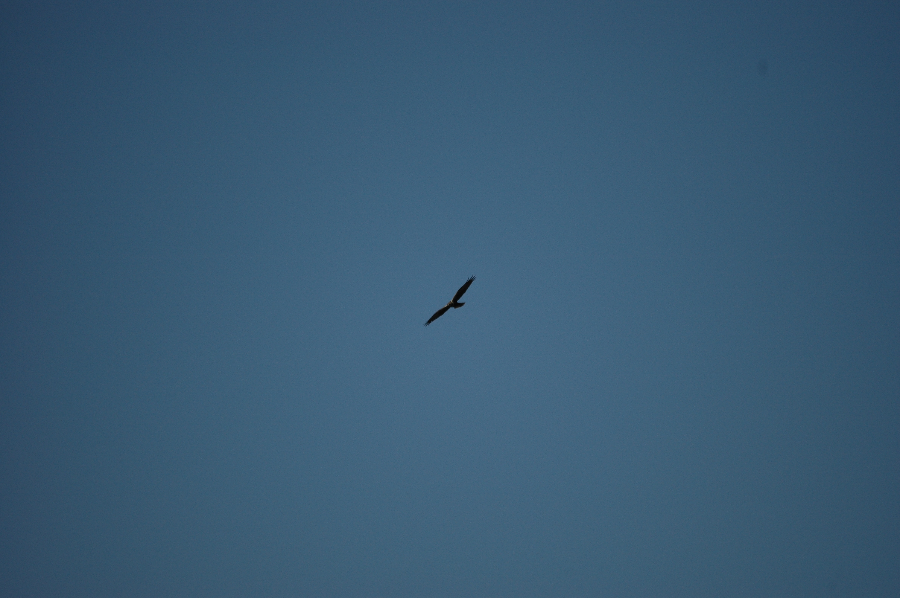 photos/wildlife/Bird_Species/032-Hawks-Eagles-Harriers-Falcons/0688-Western_Marsh-Harrier/DSC_6604.JPG