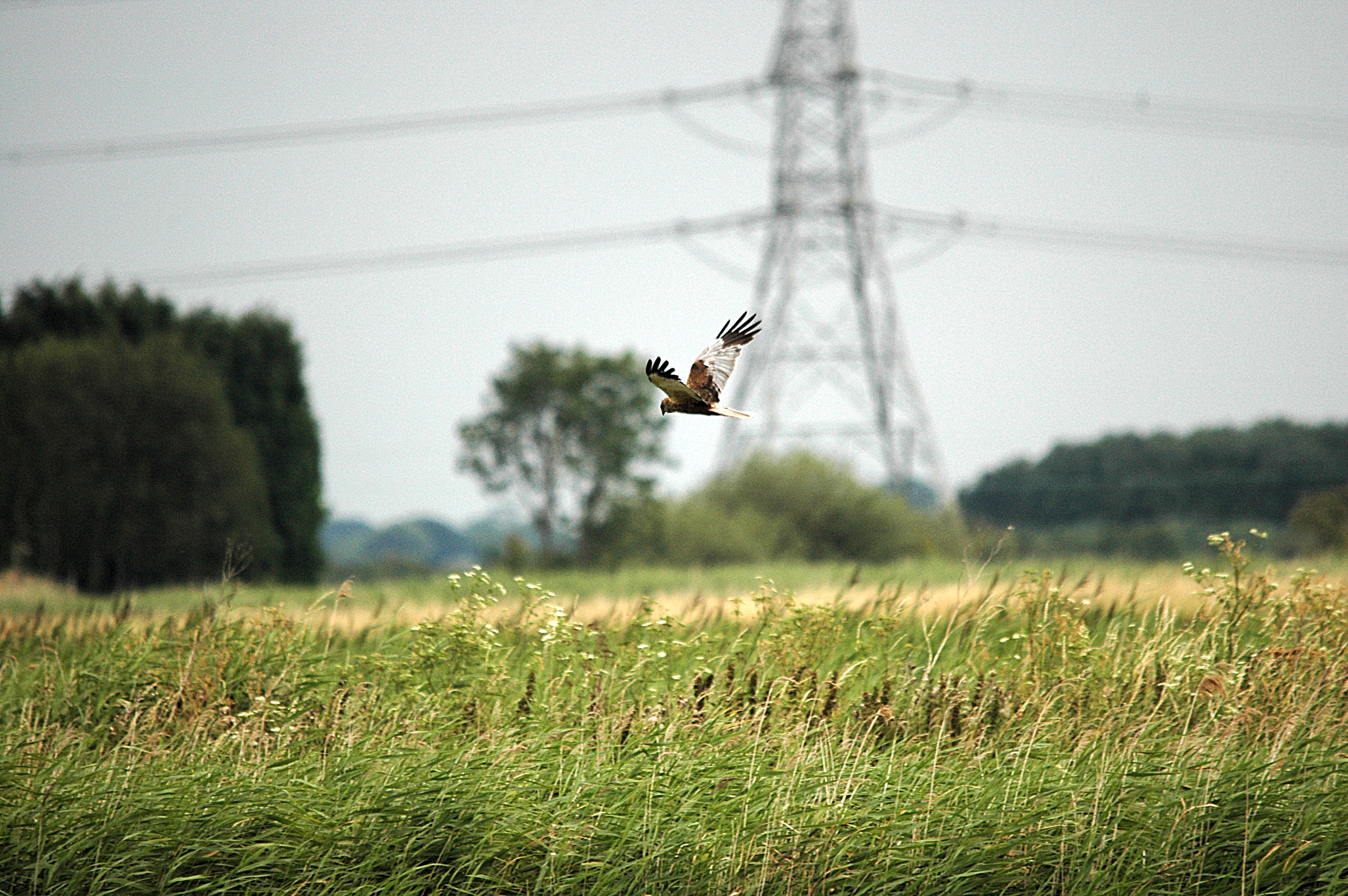 photos/wildlife/Bird_Species/032-Hawks-Eagles-Harriers-Falcons/0688-Western_Marsh-Harrier/DSC_6617.JPG