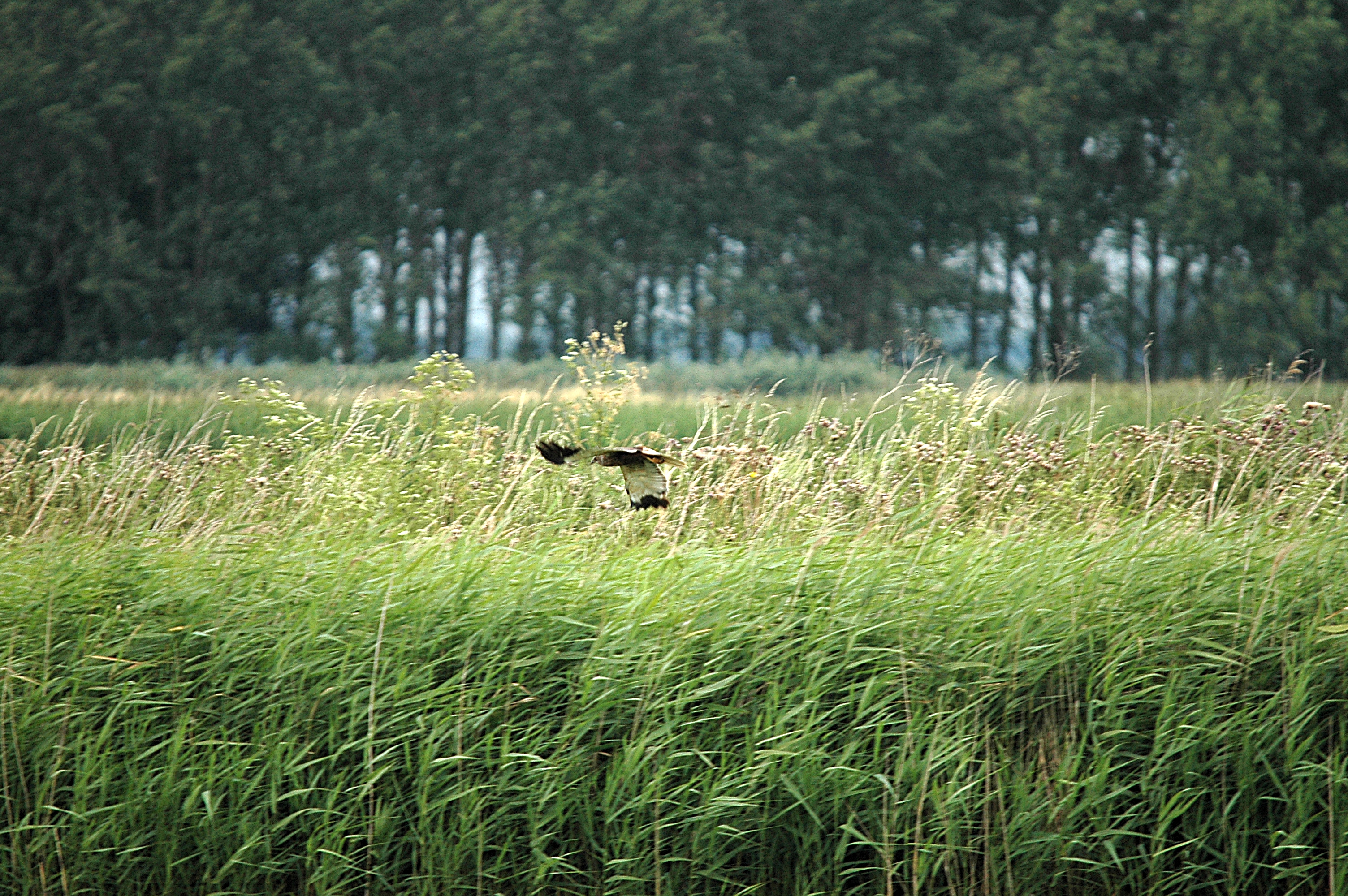 photos/wildlife/Bird_Species/032-Hawks-Eagles-Harriers-Falcons/0688-Western_Marsh-Harrier/DSC_6620.JPG