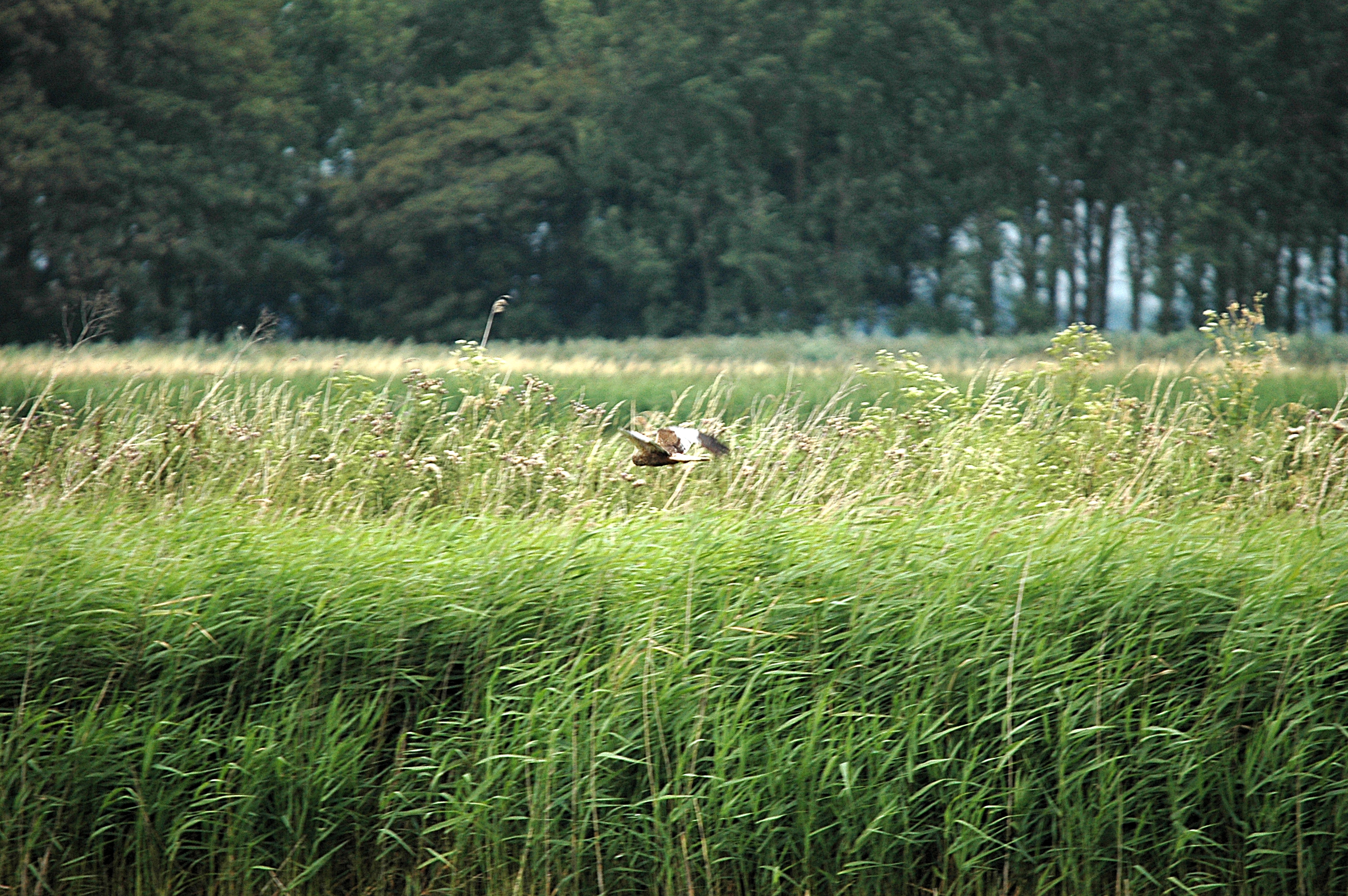 photos/wildlife/Bird_Species/032-Hawks-Eagles-Harriers-Falcons/0688-Western_Marsh-Harrier/DSC_6621.JPG