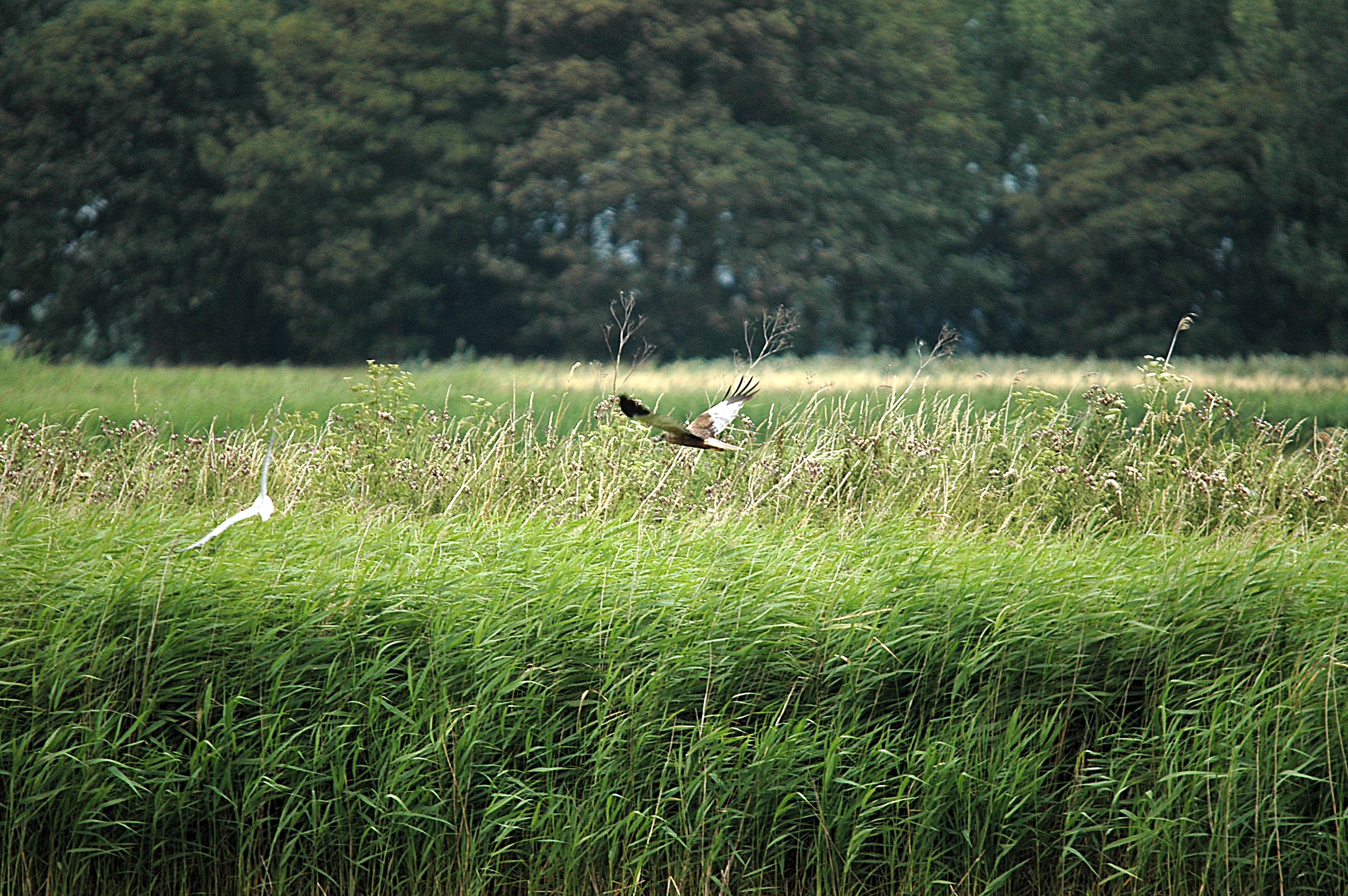 photos/wildlife/Bird_Species/032-Hawks-Eagles-Harriers-Falcons/0688-Western_Marsh-Harrier/DSC_6622.JPG