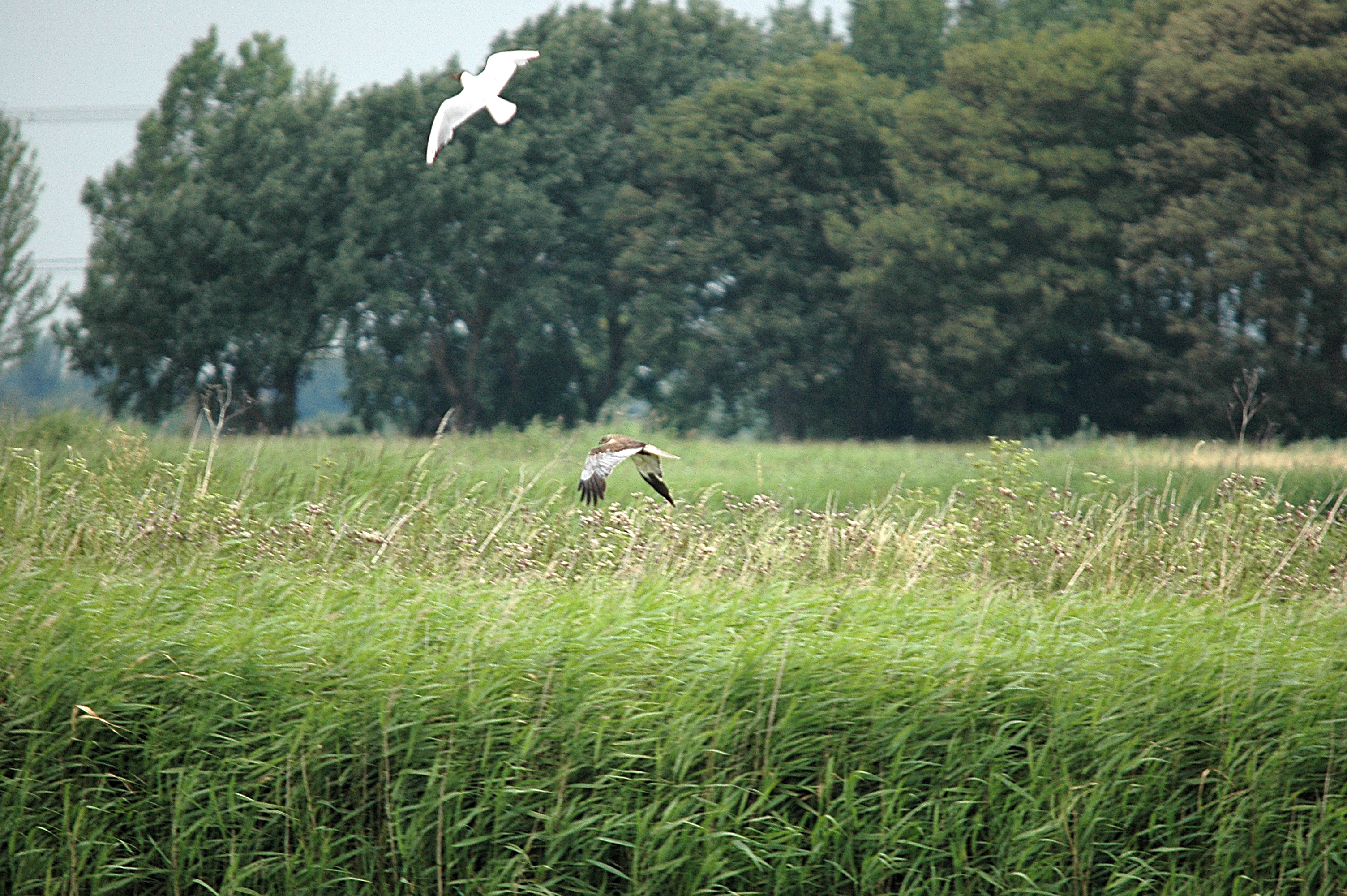 photos/wildlife/Bird_Species/032-Hawks-Eagles-Harriers-Falcons/0688-Western_Marsh-Harrier/DSC_6623.JPG