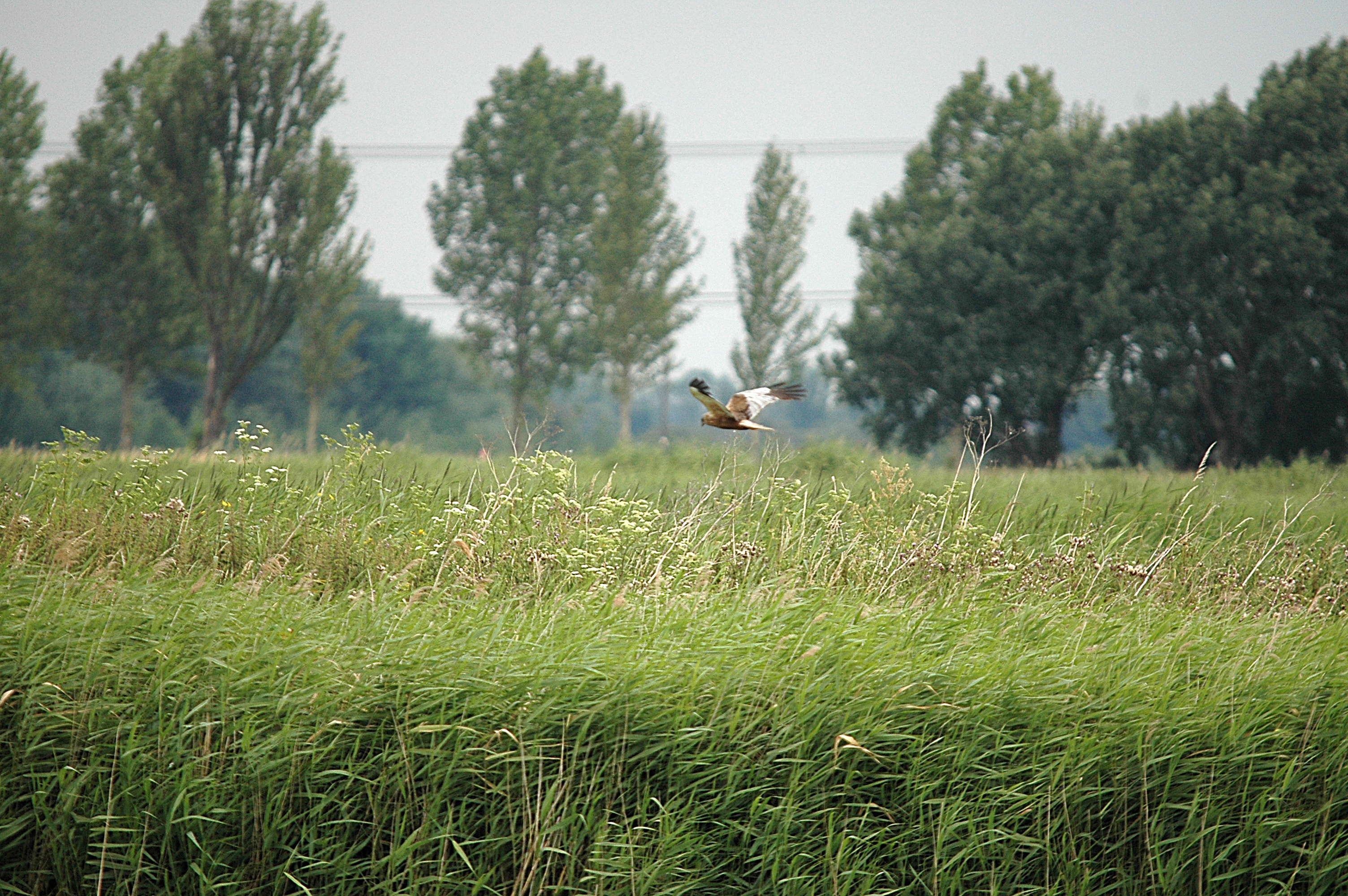 photos/wildlife/Bird_Species/032-Hawks-Eagles-Harriers-Falcons/0688-Western_Marsh-Harrier/DSC_6624.JPG