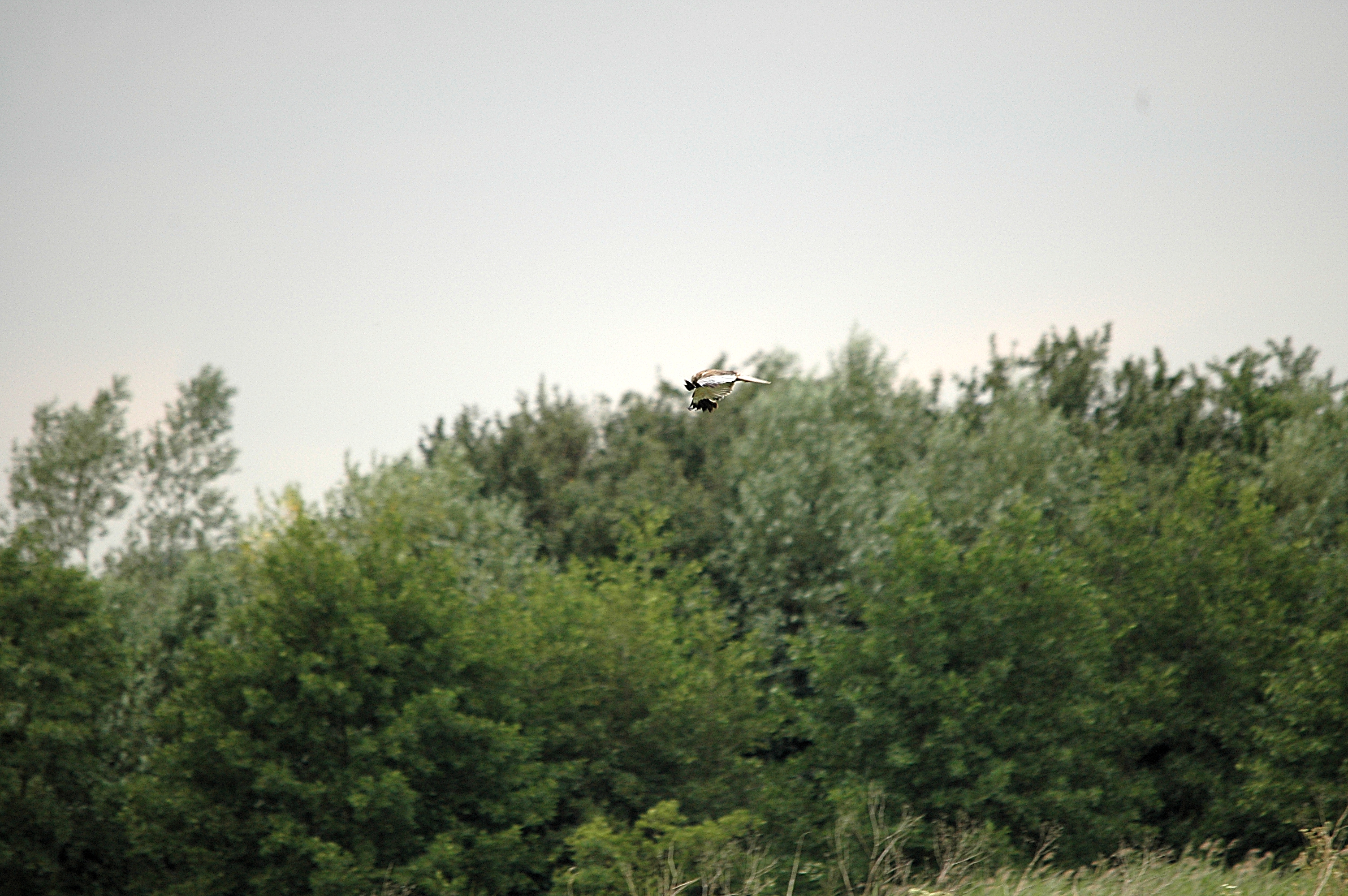 photos/wildlife/Bird_Species/032-Hawks-Eagles-Harriers-Falcons/0688-Western_Marsh-Harrier/DSC_6626.JPG