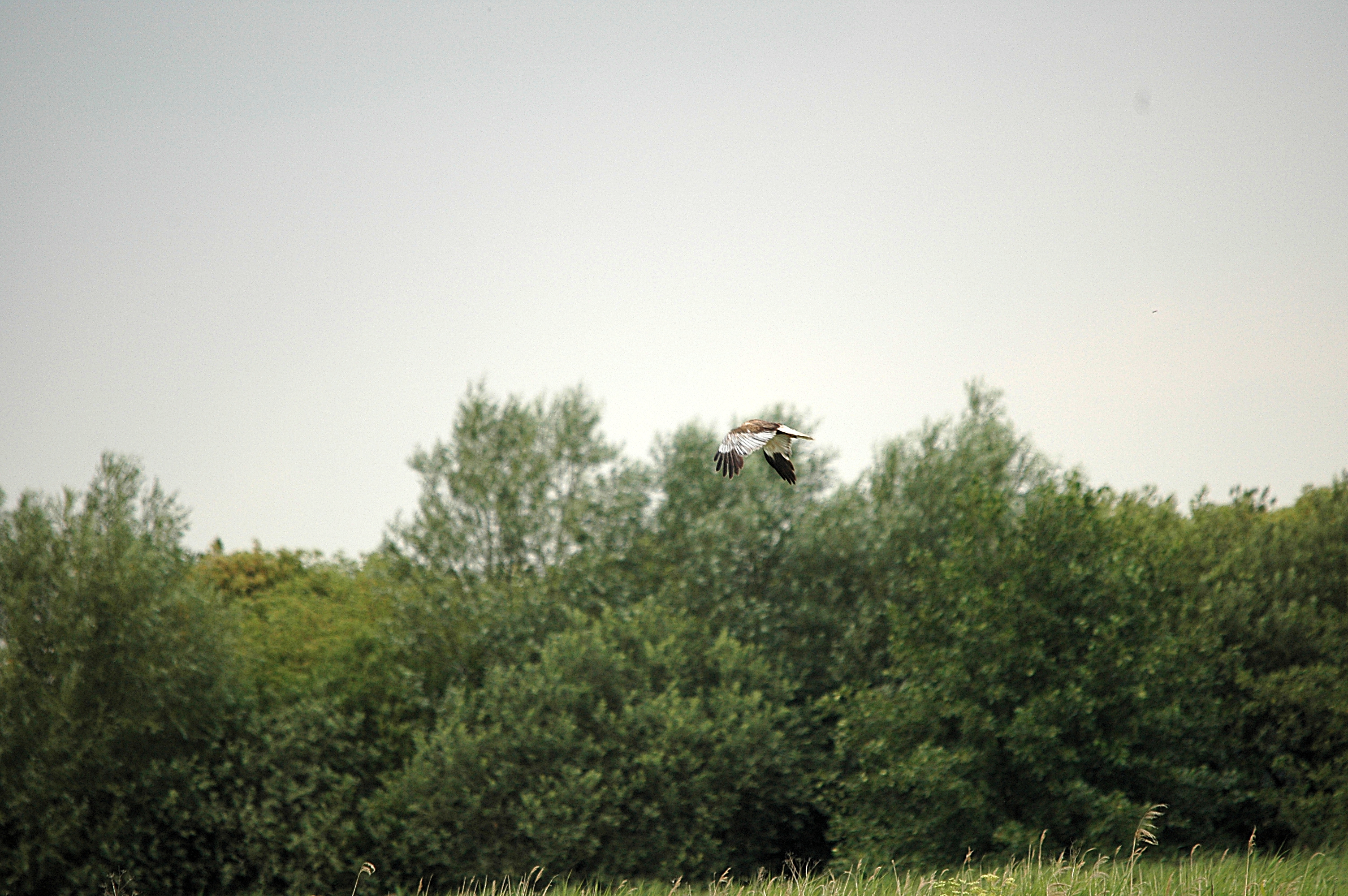 photos/wildlife/Bird_Species/032-Hawks-Eagles-Harriers-Falcons/0688-Western_Marsh-Harrier/DSC_6629.JPG