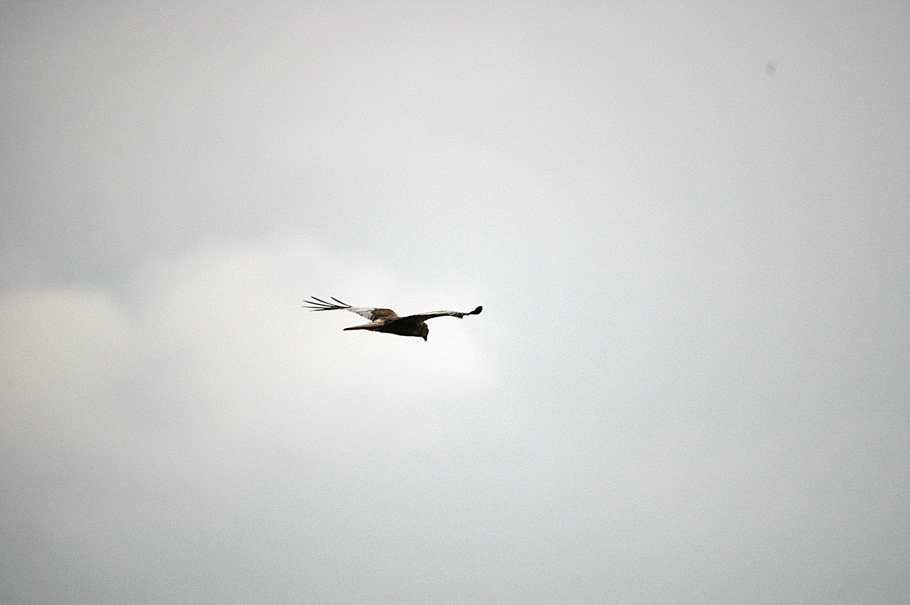 photos/wildlife/Bird_Species/032-Hawks-Eagles-Harriers-Falcons/0688-Western_Marsh-Harrier/DSC_6640.JPG