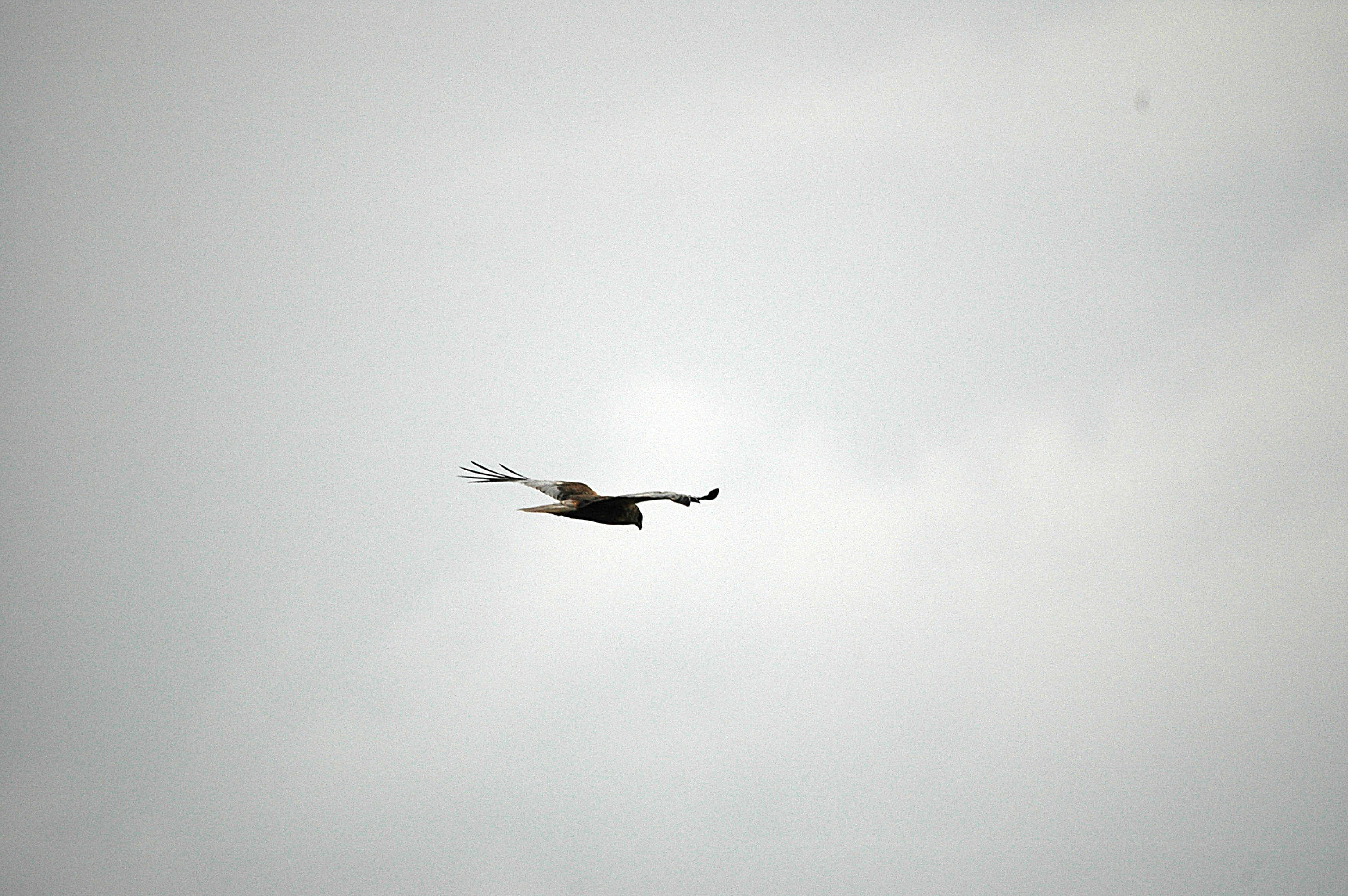 photos/wildlife/Bird_Species/032-Hawks-Eagles-Harriers-Falcons/0688-Western_Marsh-Harrier/DSC_6641.JPG