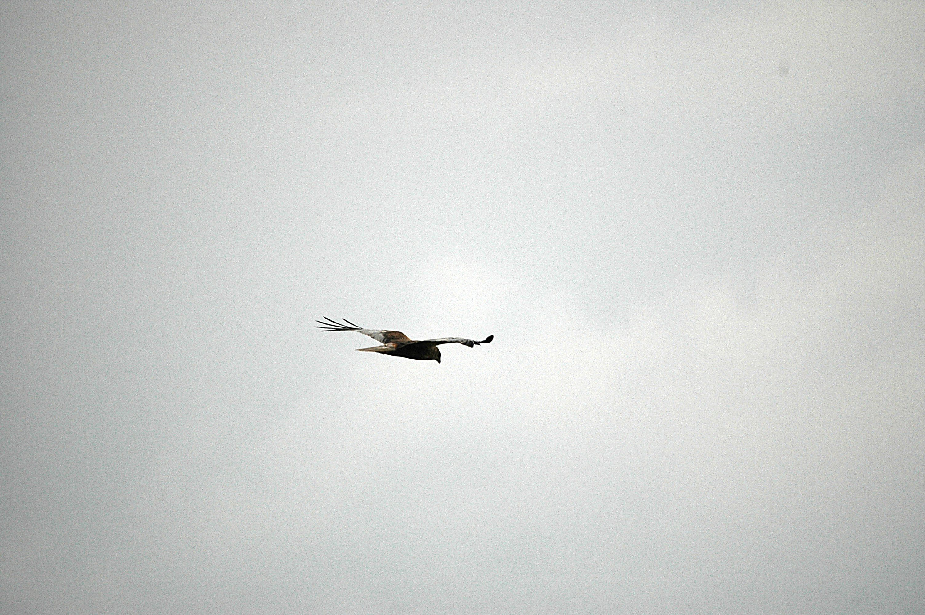 photos/wildlife/Bird_Species/032-Hawks-Eagles-Harriers-Falcons/0688-Western_Marsh-Harrier/DSC_6641_sm.jpg