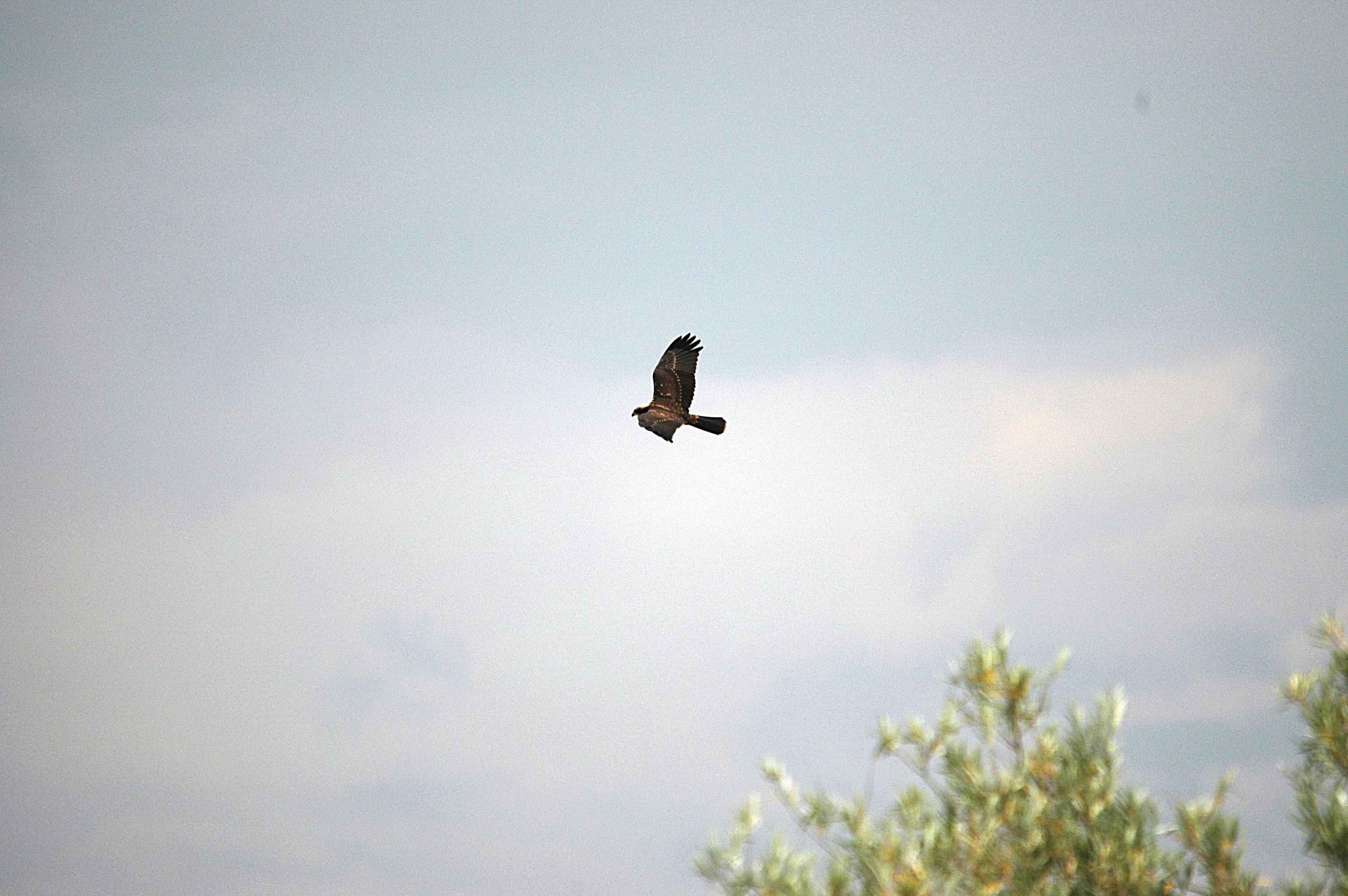 photos/wildlife/Bird_Species/032-Hawks-Eagles-Harriers-Falcons/0688-Western_Marsh-Harrier/DSC_6653.JPG