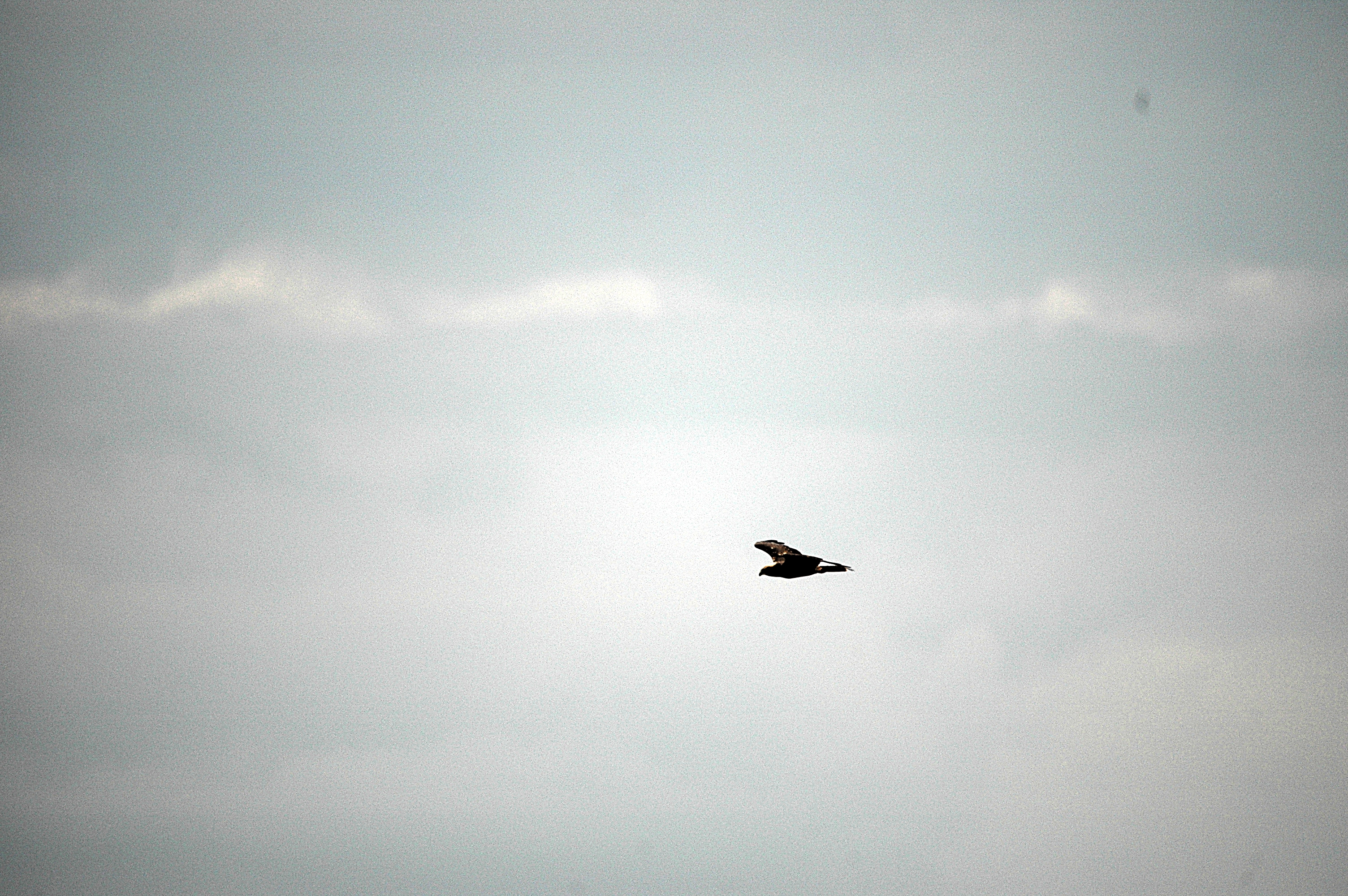 photos/wildlife/Bird_Species/032-Hawks-Eagles-Harriers-Falcons/0688-Western_Marsh-Harrier/DSC_6654.JPG