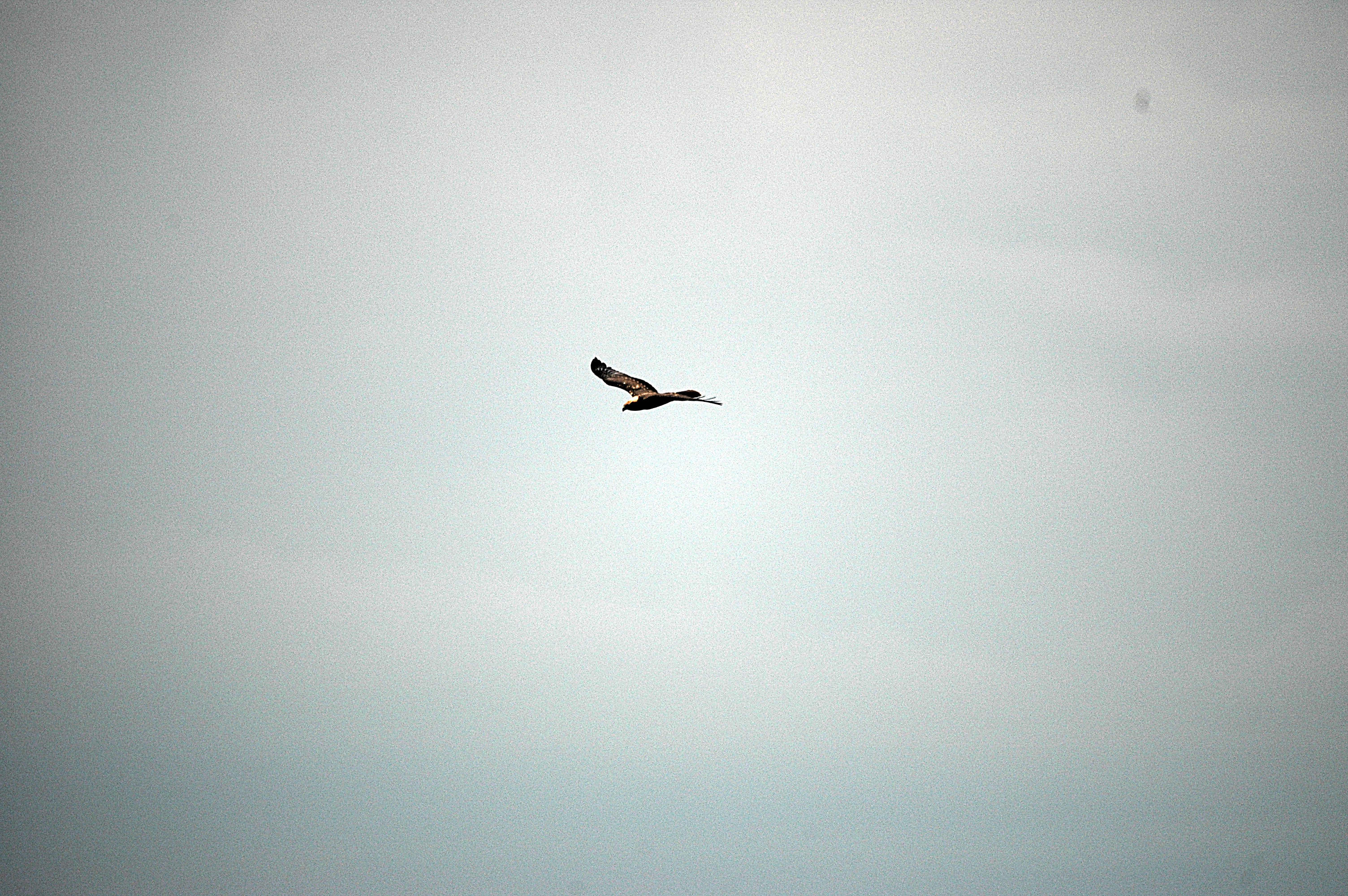 photos/wildlife/Bird_Species/032-Hawks-Eagles-Harriers-Falcons/0688-Western_Marsh-Harrier/DSC_6655.JPG