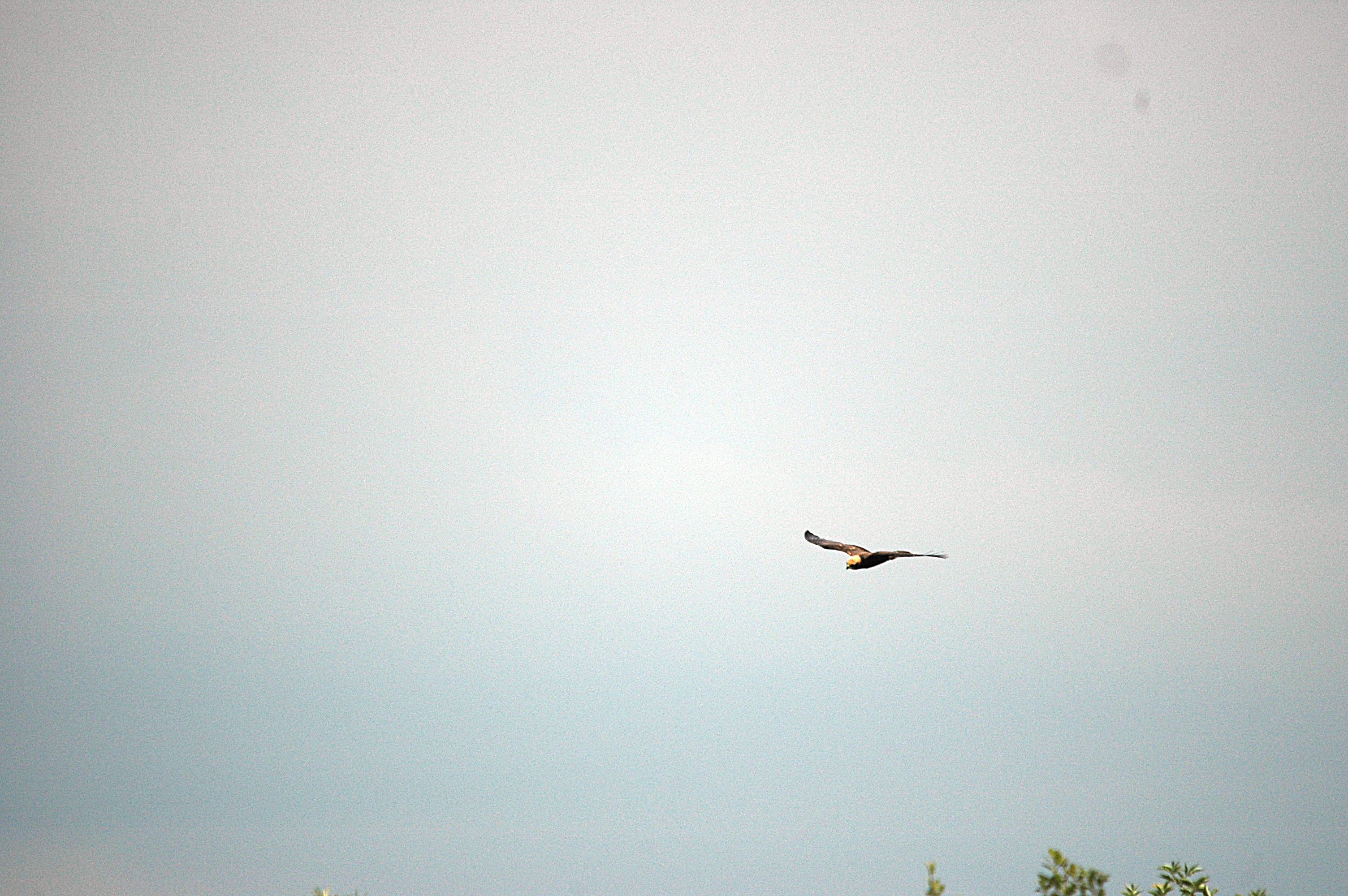 photos/wildlife/Bird_Species/032-Hawks-Eagles-Harriers-Falcons/0688-Western_Marsh-Harrier/DSC_6656.JPG