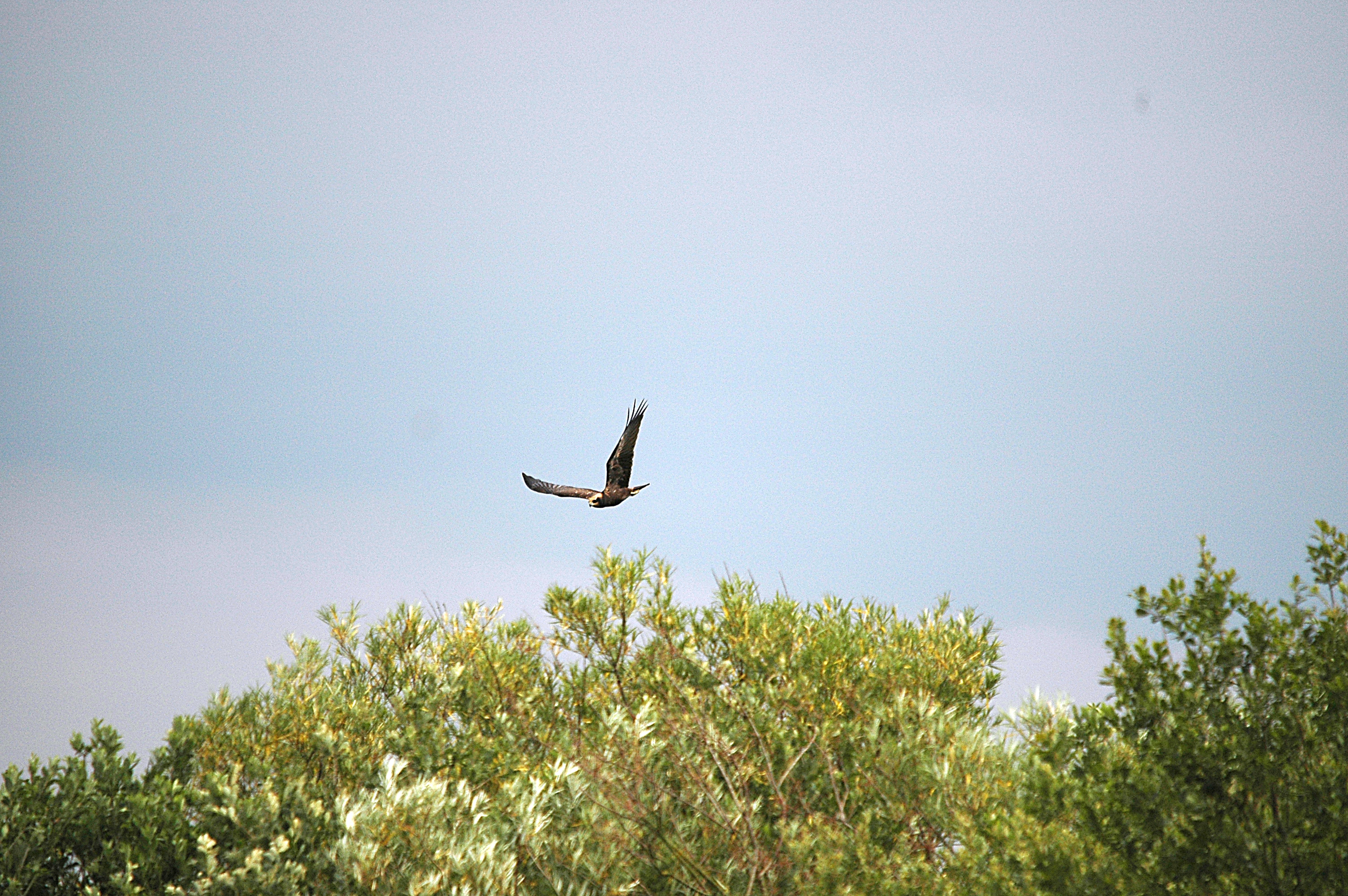 photos/wildlife/Bird_Species/032-Hawks-Eagles-Harriers-Falcons/0688-Western_Marsh-Harrier/DSC_6657.JPG