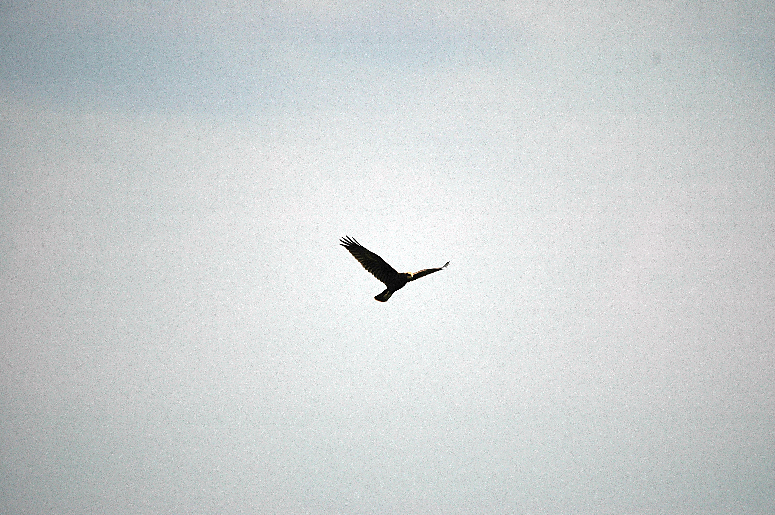 photos/wildlife/Bird_Species/032-Hawks-Eagles-Harriers-Falcons/0688-Western_Marsh-Harrier/DSC_6659.JPG