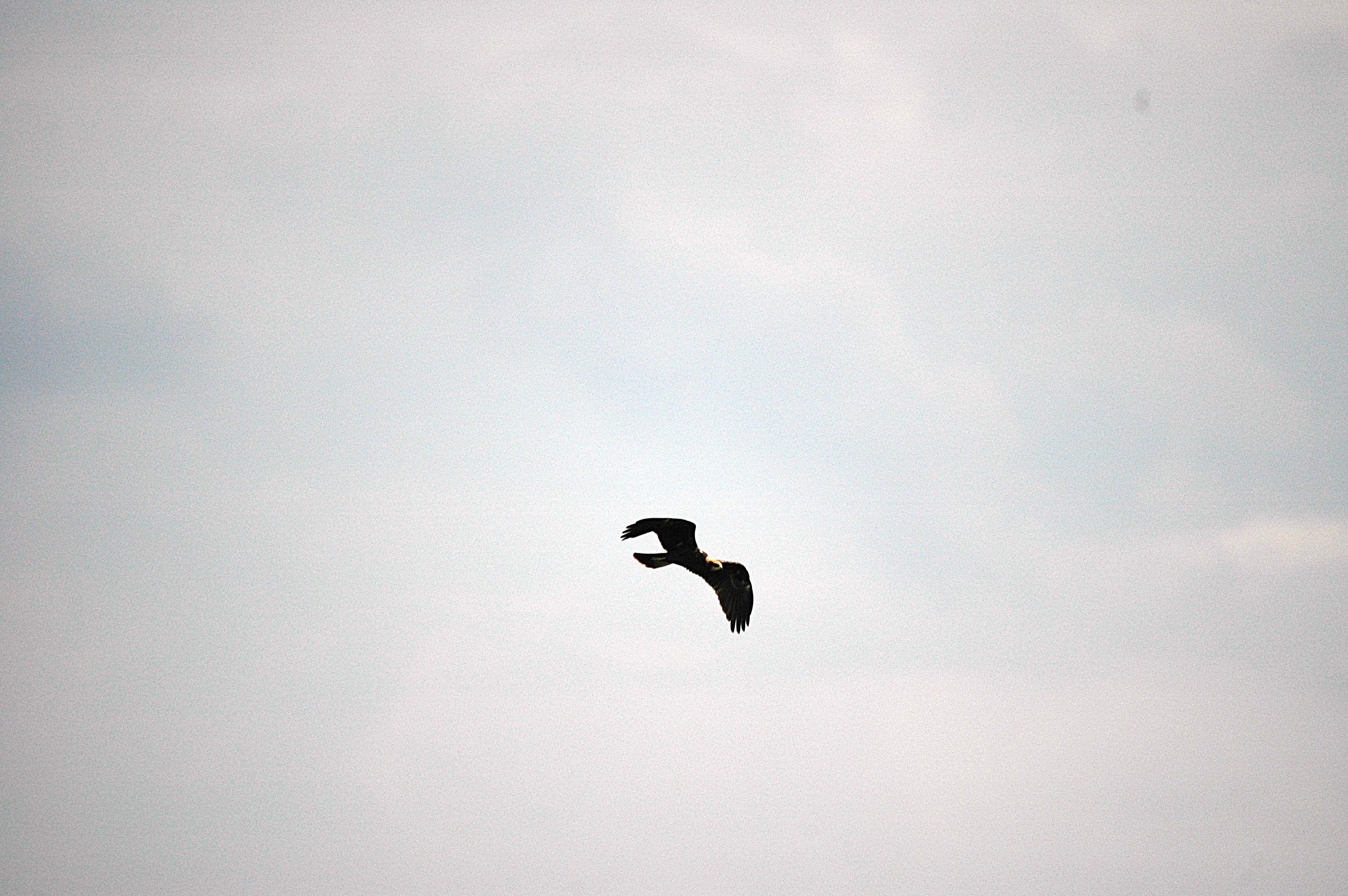 photos/wildlife/Bird_Species/032-Hawks-Eagles-Harriers-Falcons/0688-Western_Marsh-Harrier/DSC_6660.JPG
