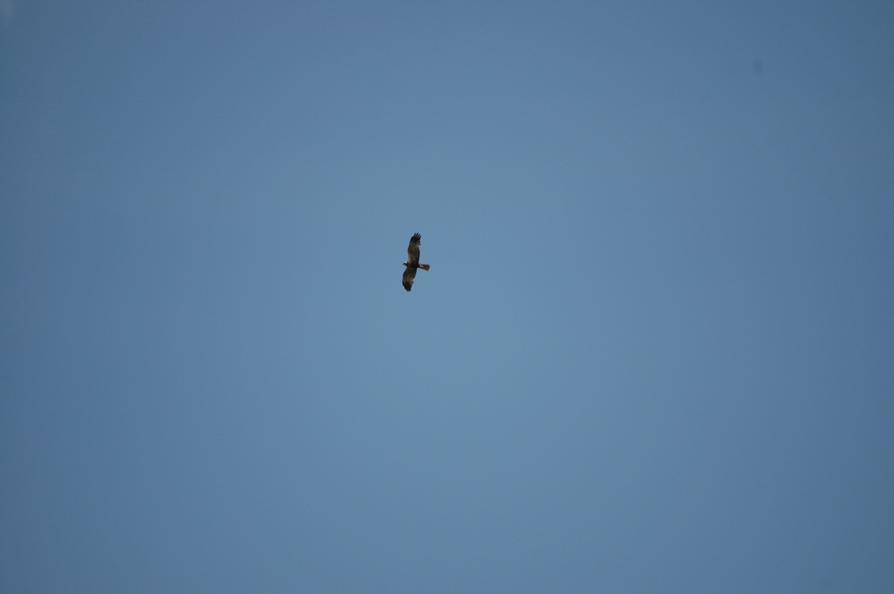 photos/wildlife/Bird_Species/032-Hawks-Eagles-Harriers-Falcons/0688-Western_Marsh-Harrier/DSC_6715.JPG