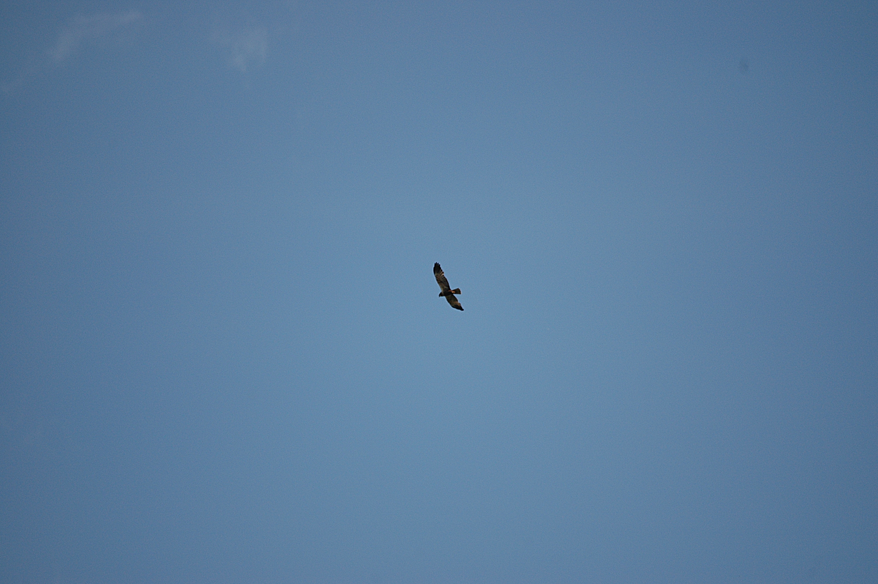 photos/wildlife/Bird_Species/032-Hawks-Eagles-Harriers-Falcons/0688-Western_Marsh-Harrier/DSC_6716.JPG