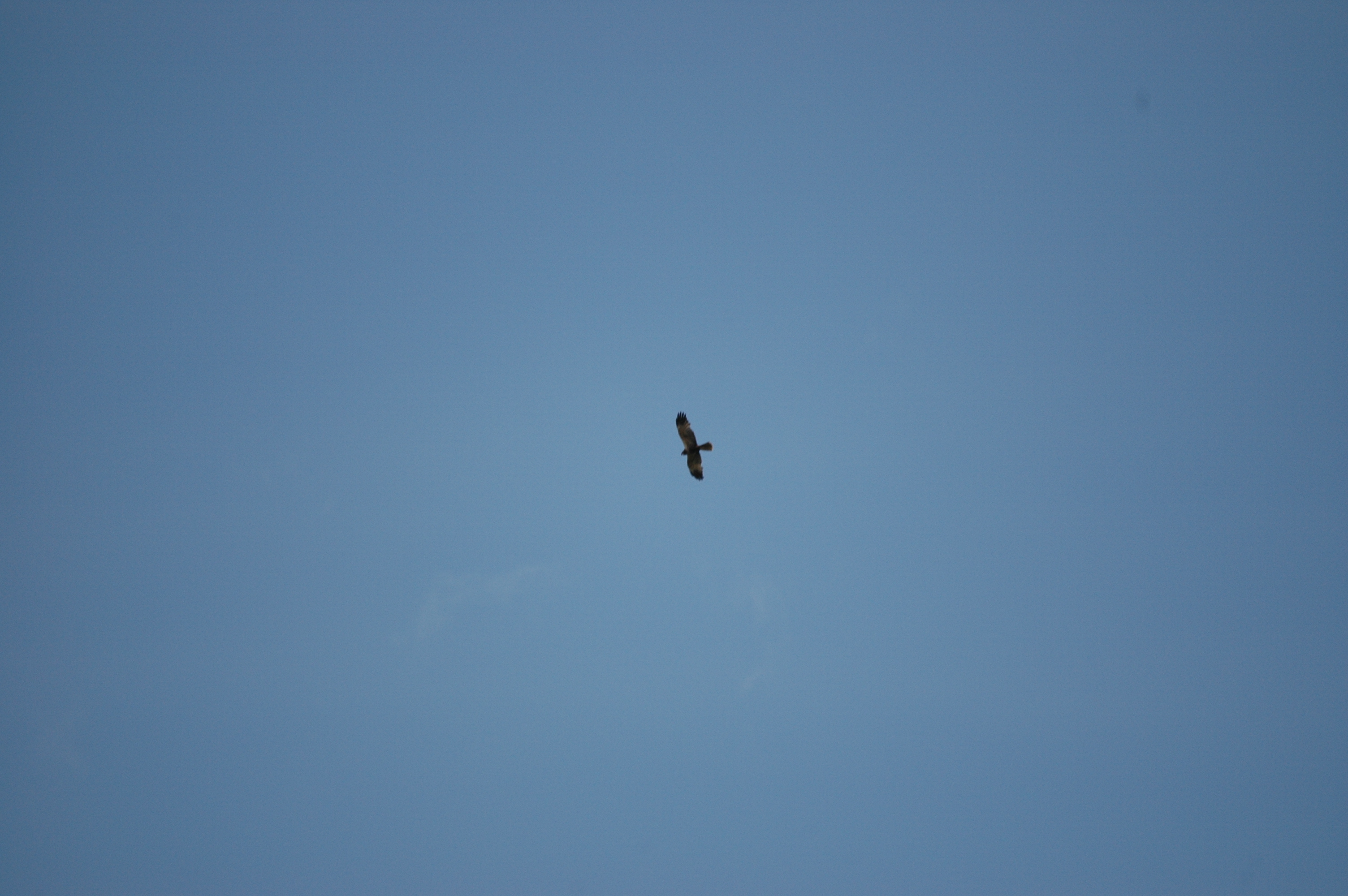 photos/wildlife/Bird_Species/032-Hawks-Eagles-Harriers-Falcons/0688-Western_Marsh-Harrier/DSC_6718.JPG