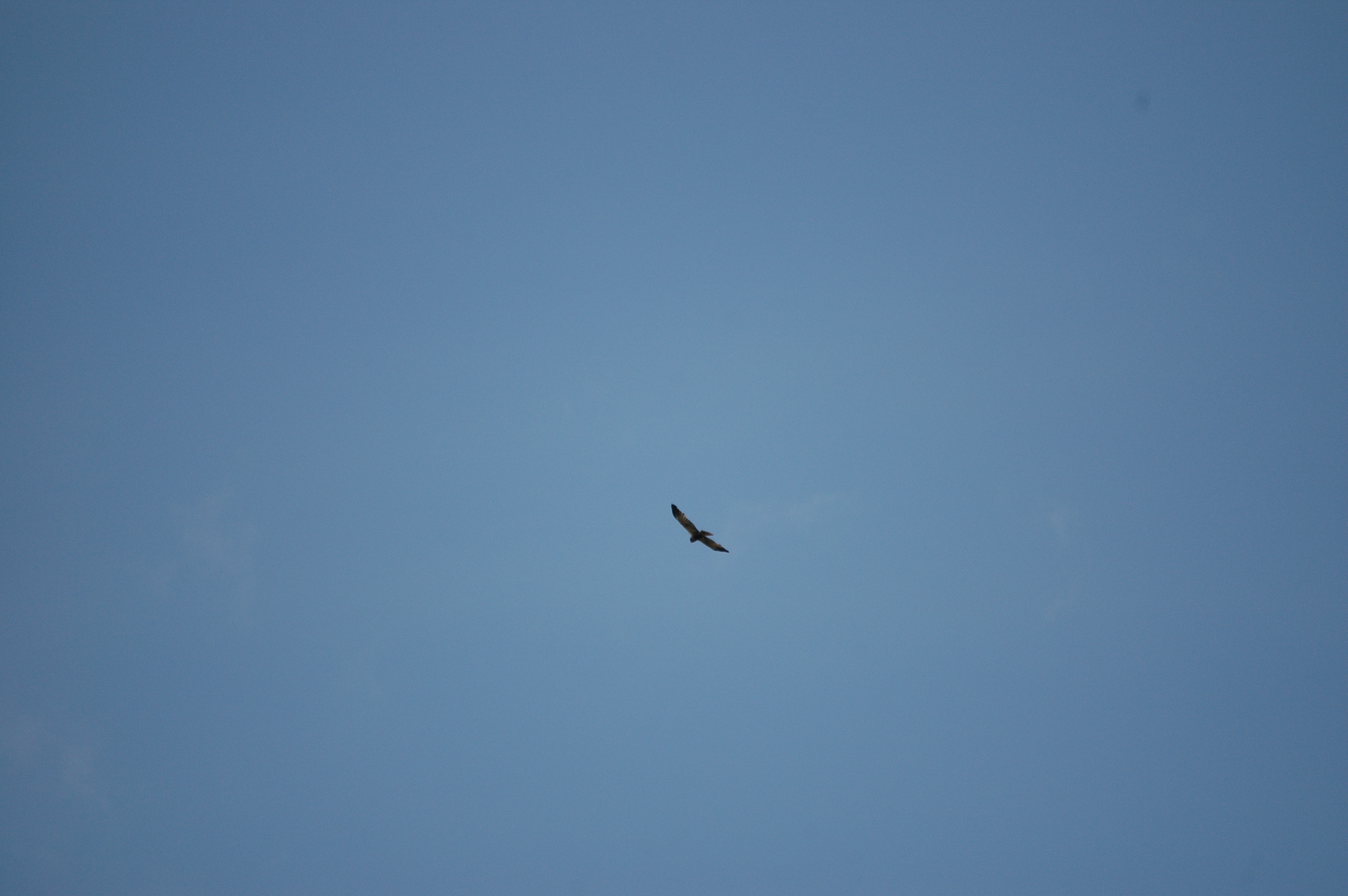 photos/wildlife/Bird_Species/032-Hawks-Eagles-Harriers-Falcons/0688-Western_Marsh-Harrier/DSC_6719.JPG