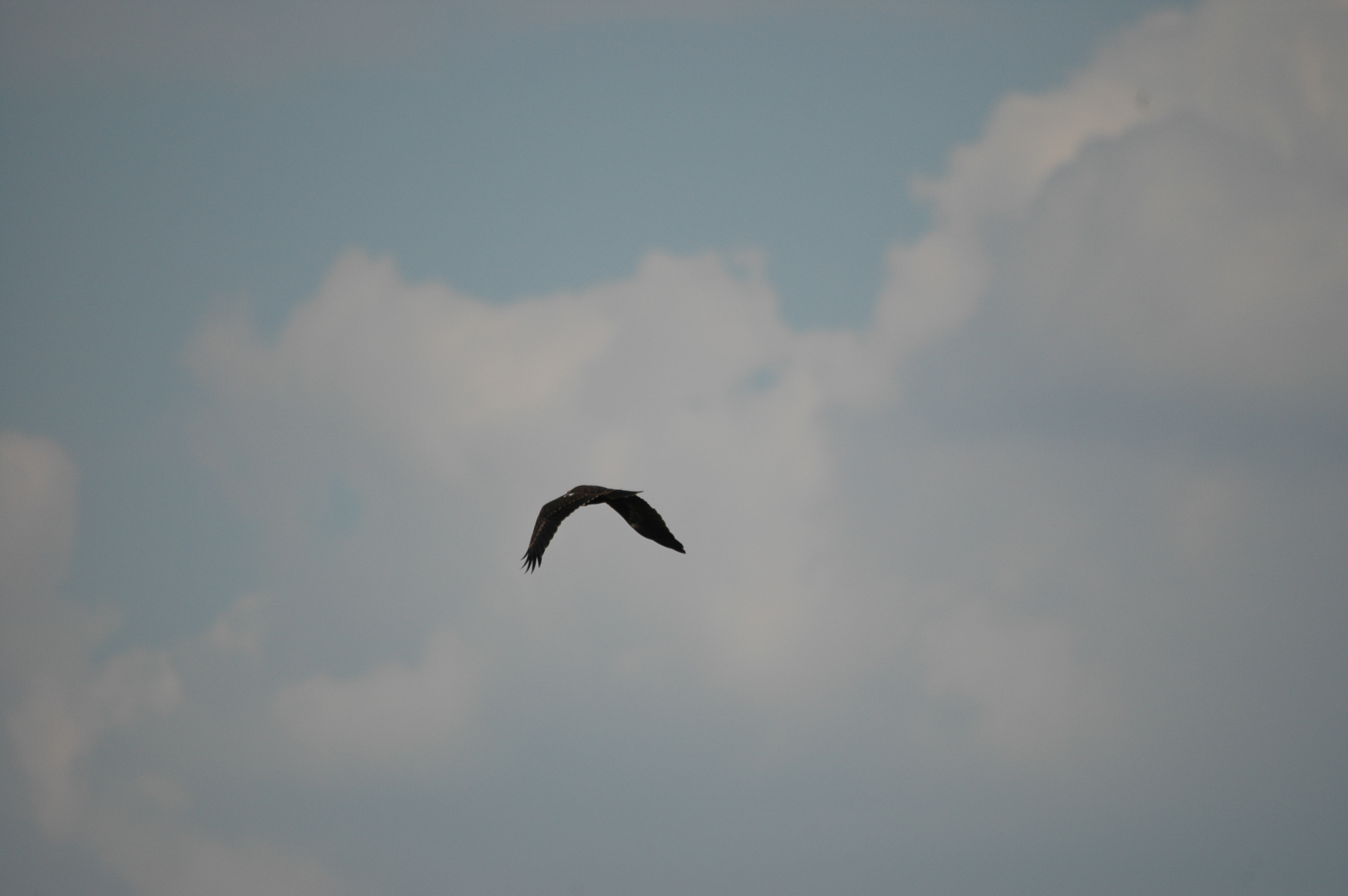 photos/wildlife/Bird_Species/032-Hawks-Eagles-Harriers-Falcons/0688-Western_Marsh-Harrier/DSC_6815.JPG