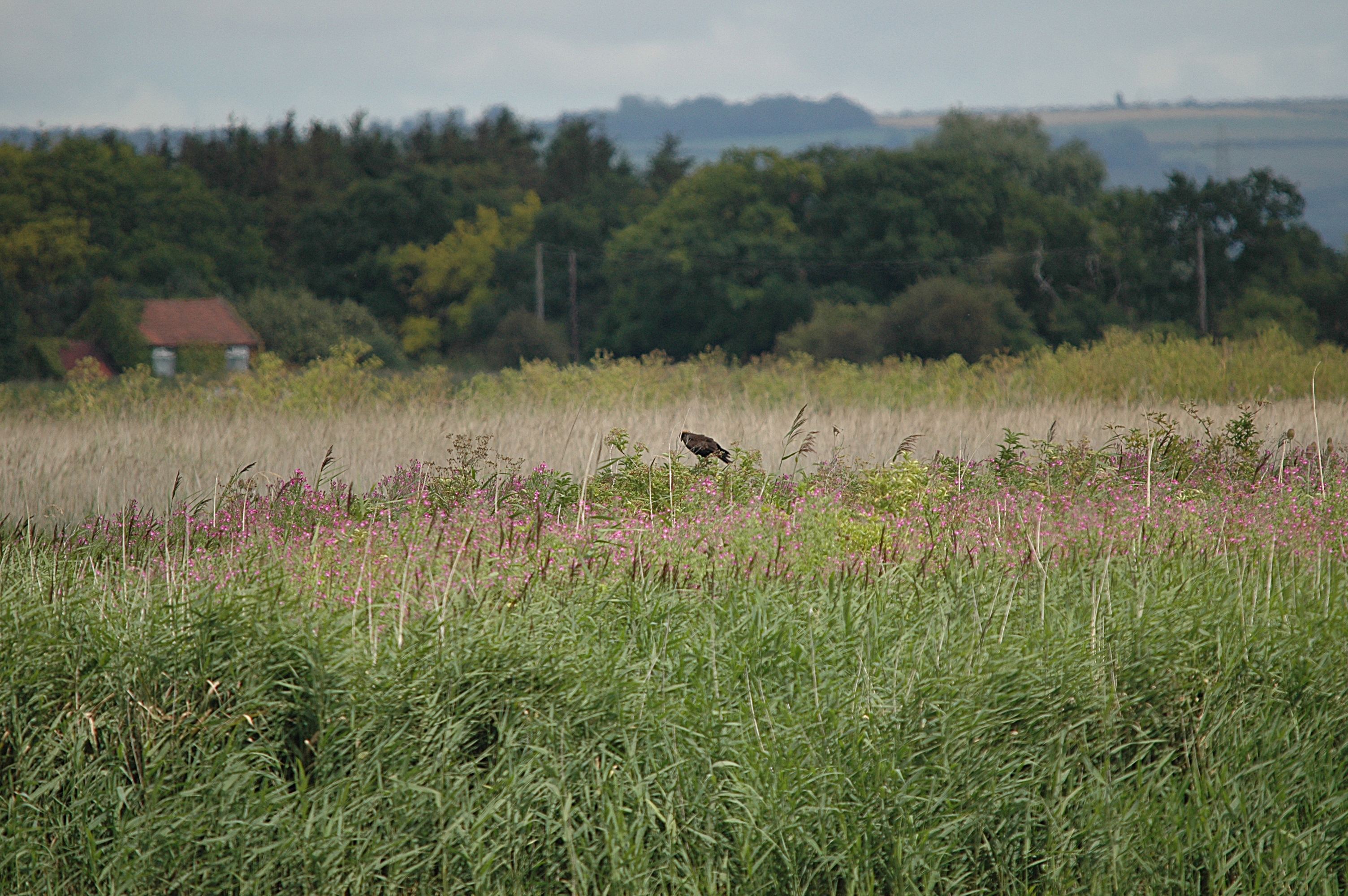 photos/wildlife/Bird_Species/032-Hawks-Eagles-Harriers-Falcons/0688-Western_Marsh-Harrier/DSC_6948.JPG