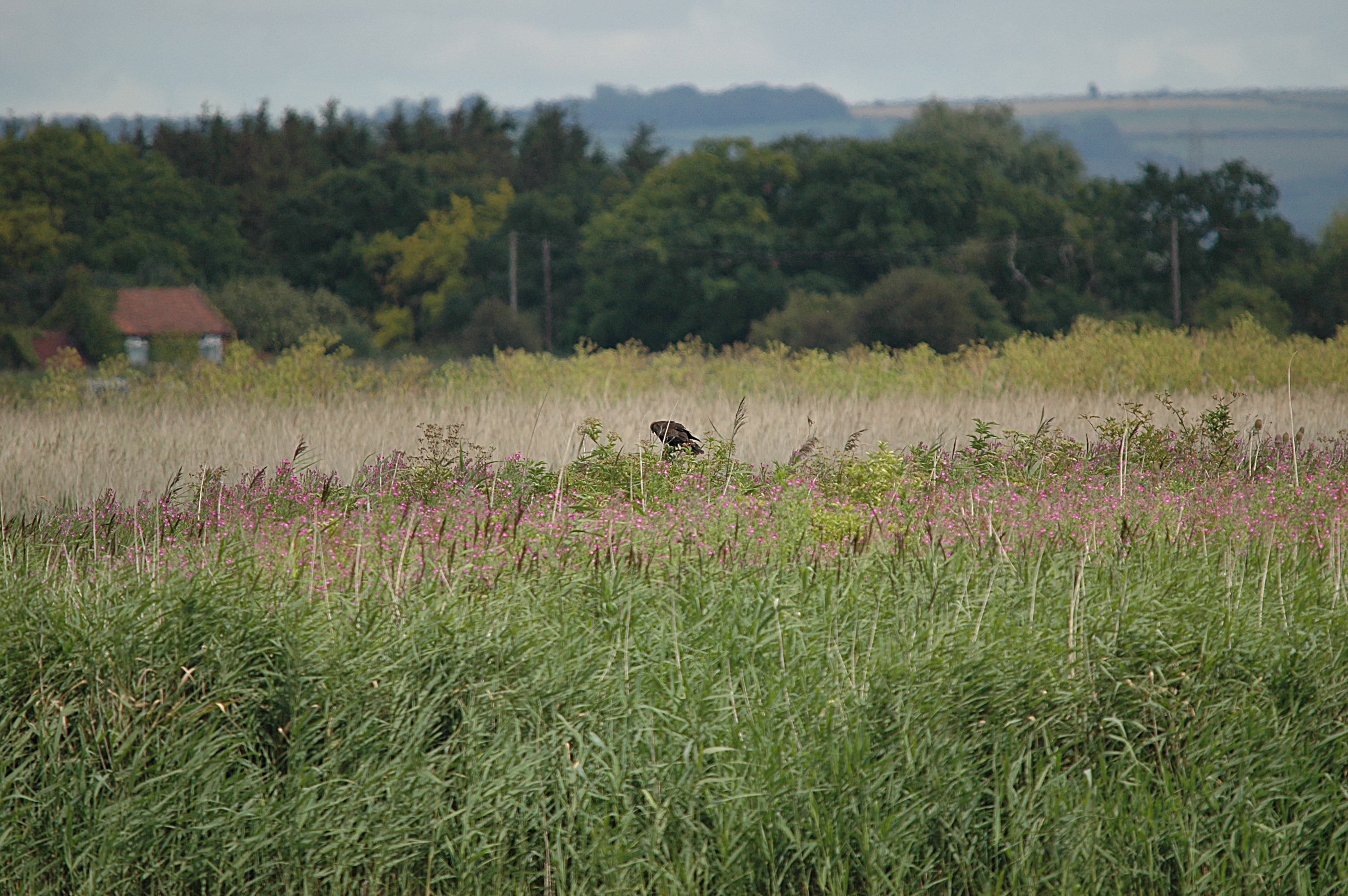photos/wildlife/Bird_Species/032-Hawks-Eagles-Harriers-Falcons/0688-Western_Marsh-Harrier/DSC_6949.JPG