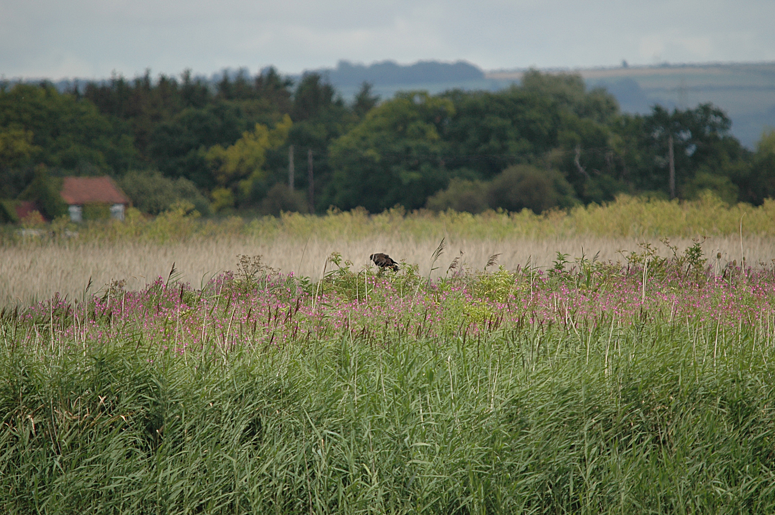 photos/wildlife/Bird_Species/032-Hawks-Eagles-Harriers-Falcons/0688-Western_Marsh-Harrier/DSC_6950.JPG