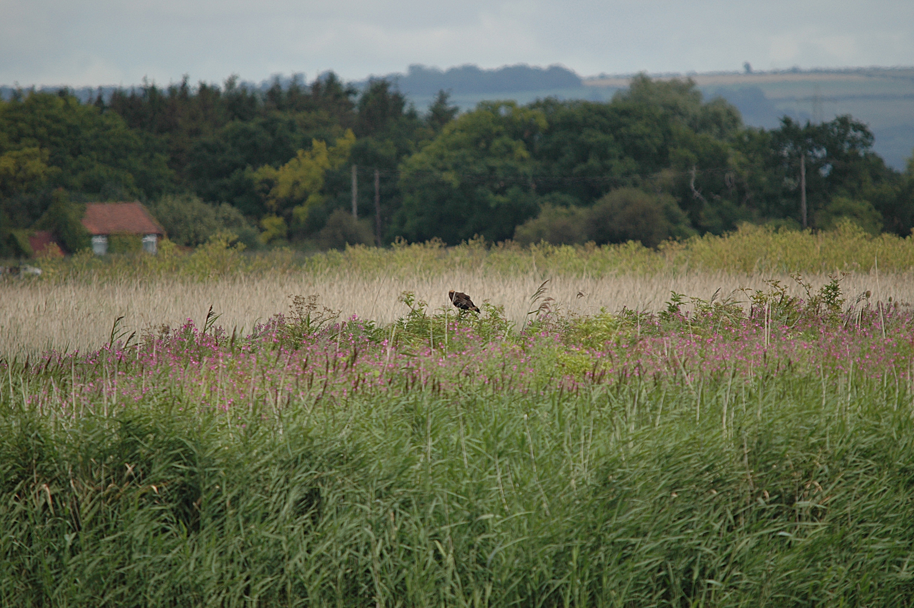 photos/wildlife/Bird_Species/032-Hawks-Eagles-Harriers-Falcons/0688-Western_Marsh-Harrier/DSC_6951.JPG