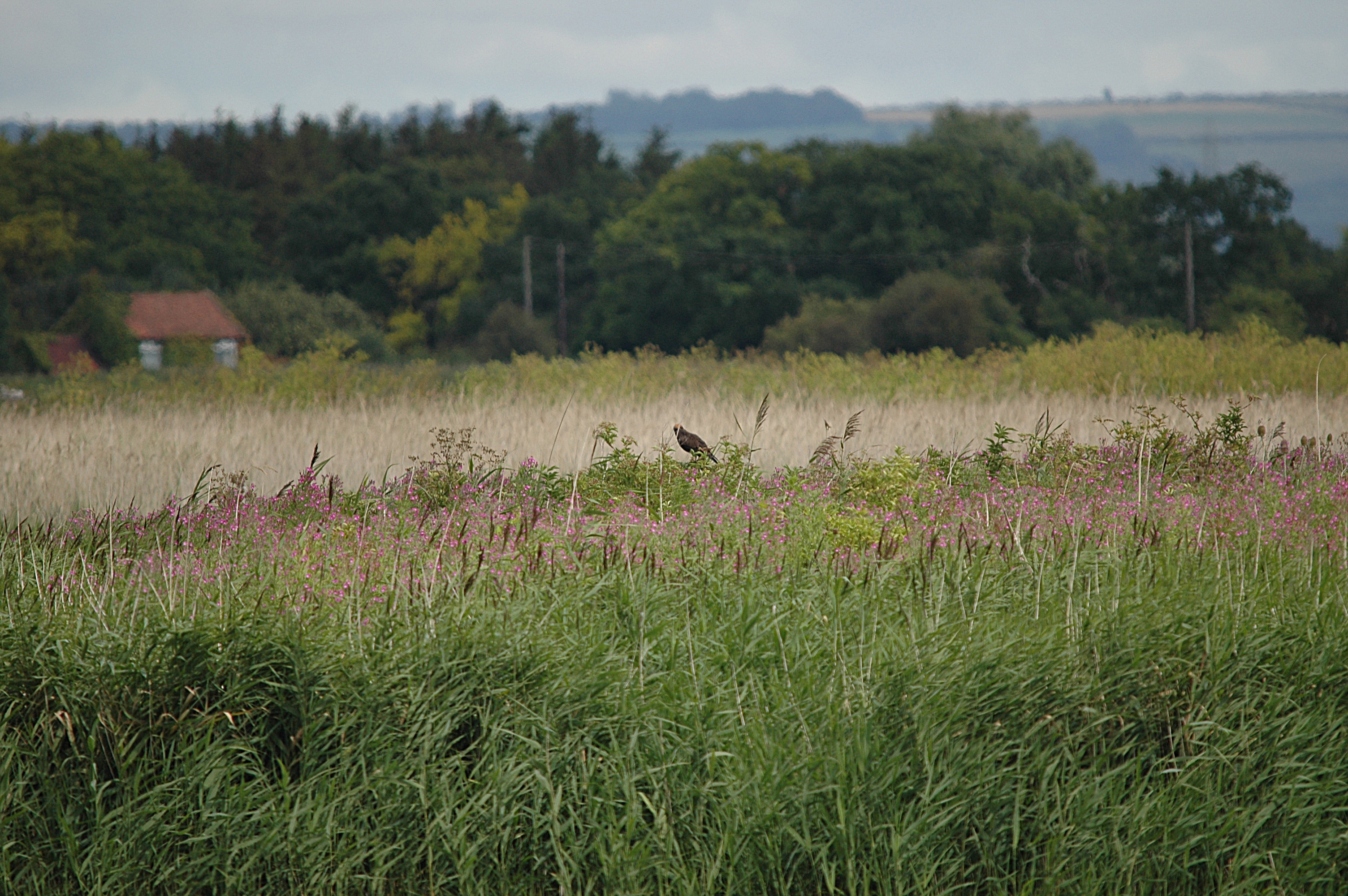 photos/wildlife/Bird_Species/032-Hawks-Eagles-Harriers-Falcons/0688-Western_Marsh-Harrier/DSC_6952.JPG