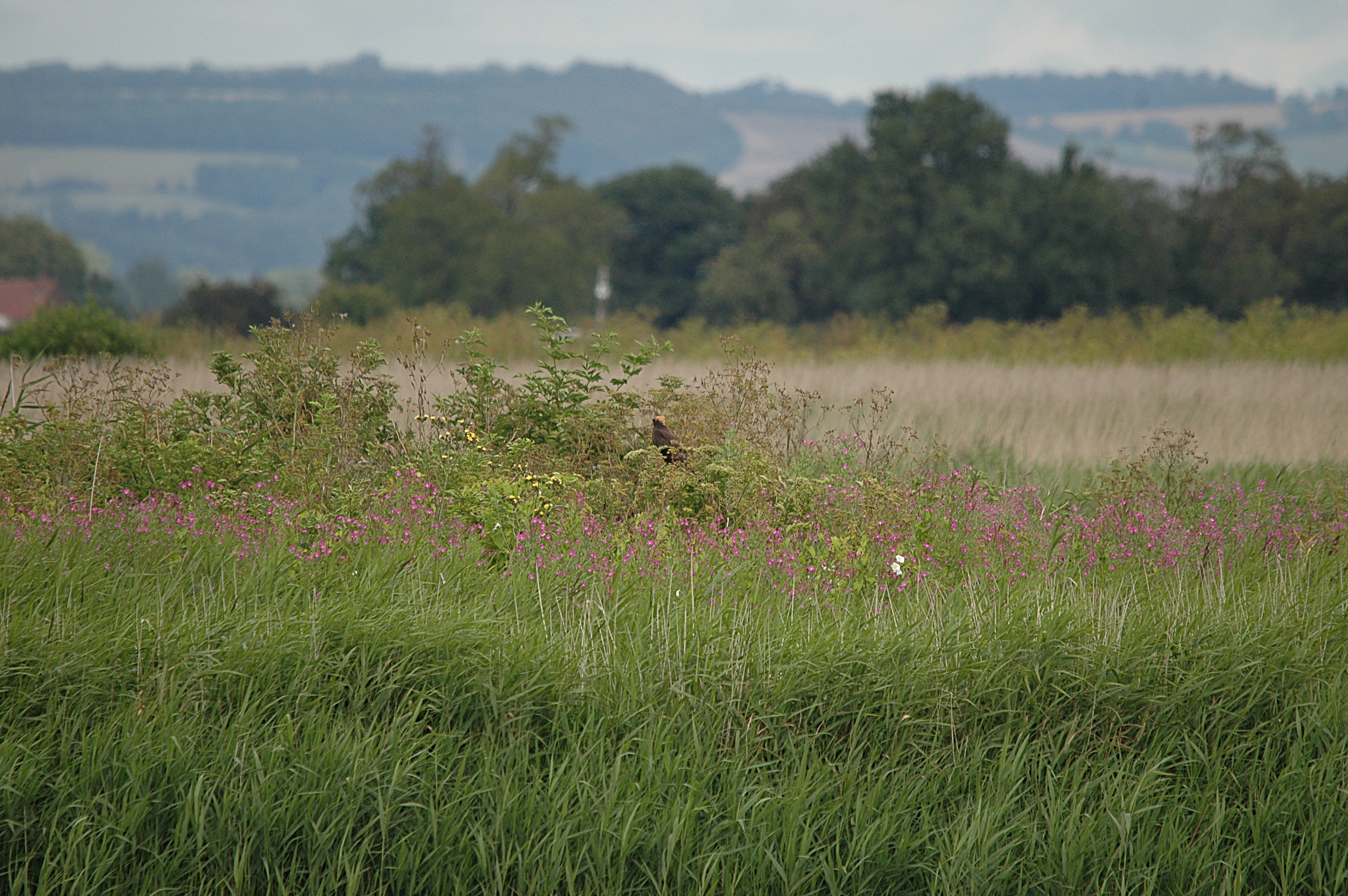 photos/wildlife/Bird_Species/032-Hawks-Eagles-Harriers-Falcons/0688-Western_Marsh-Harrier/DSC_6965.JPG