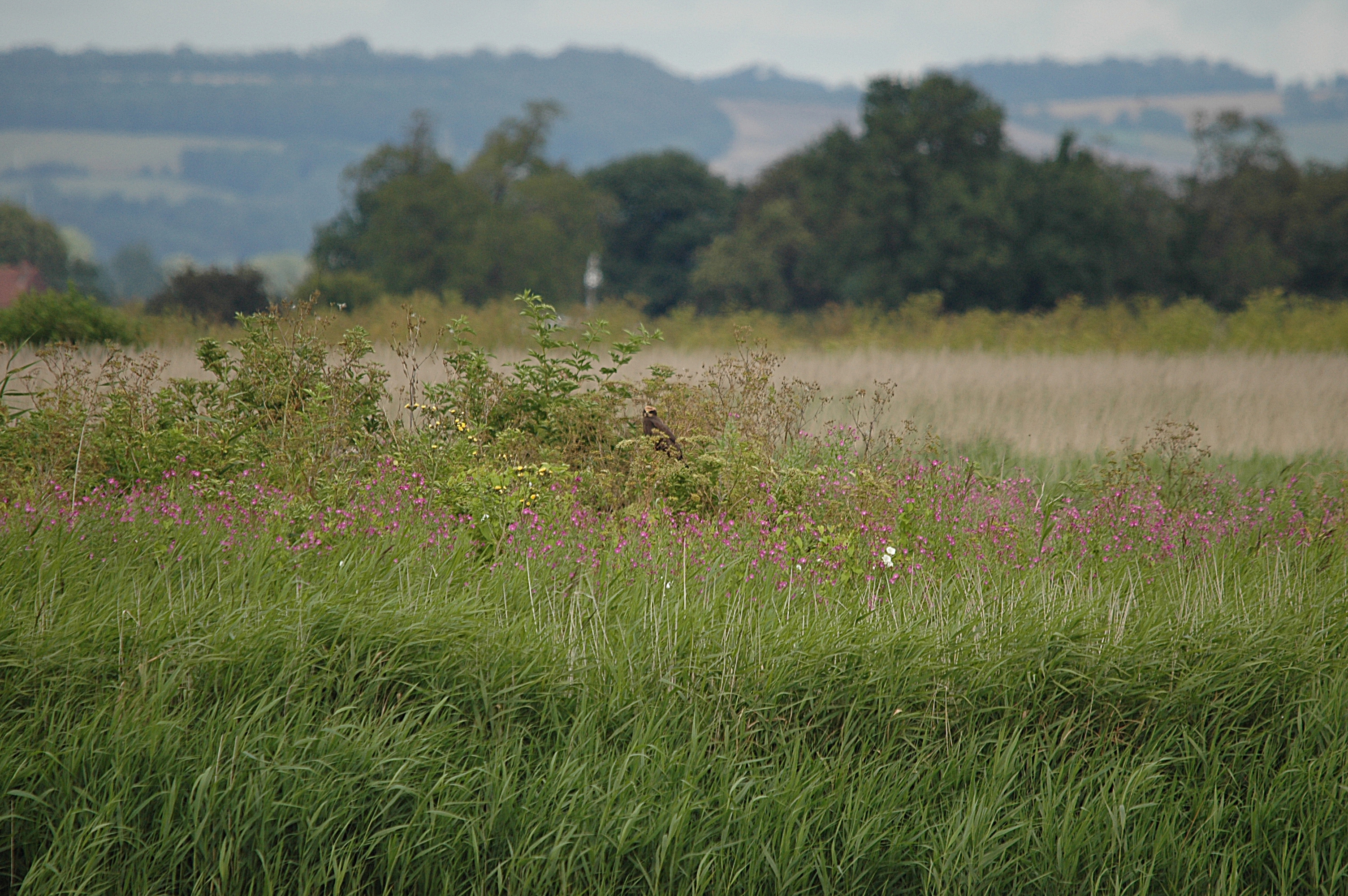 photos/wildlife/Bird_Species/032-Hawks-Eagles-Harriers-Falcons/0688-Western_Marsh-Harrier/DSC_6966.JPG