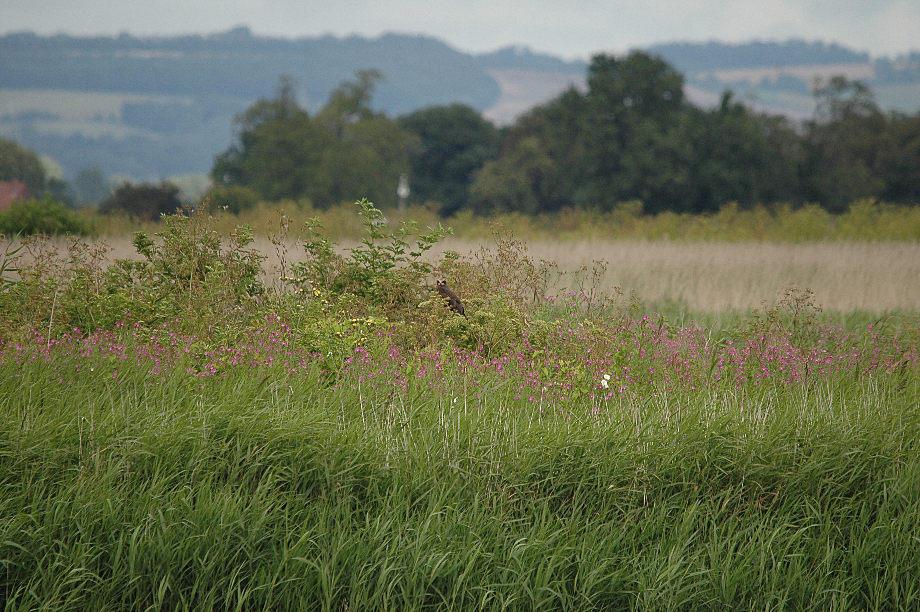 photos/wildlife/Bird_Species/032-Hawks-Eagles-Harriers-Falcons/0688-Western_Marsh-Harrier/DSC_6967.JPG