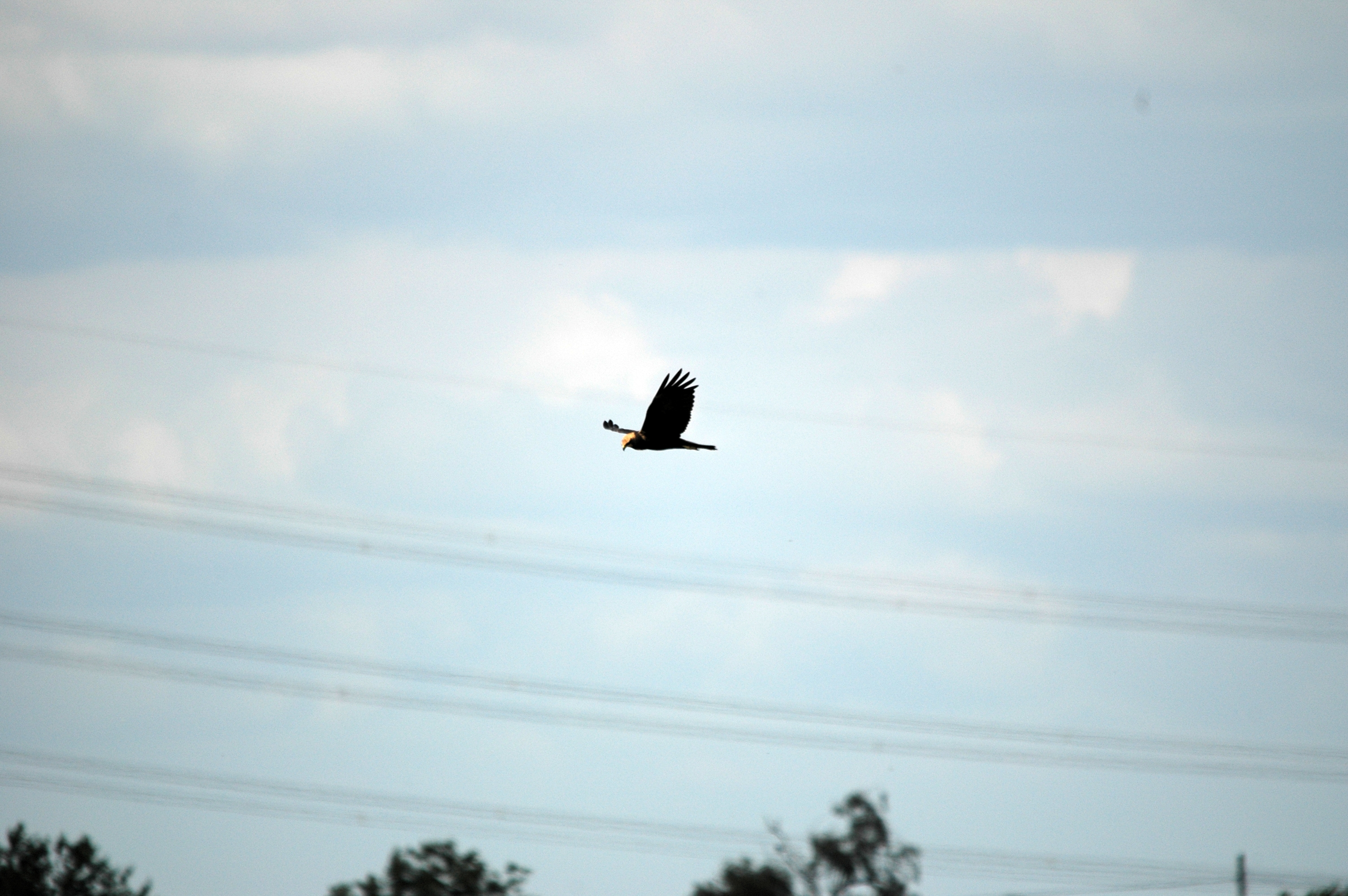 photos/wildlife/Bird_Species/032-Hawks-Eagles-Harriers-Falcons/0688-Western_Marsh-Harrier/DSC_7104.JPG