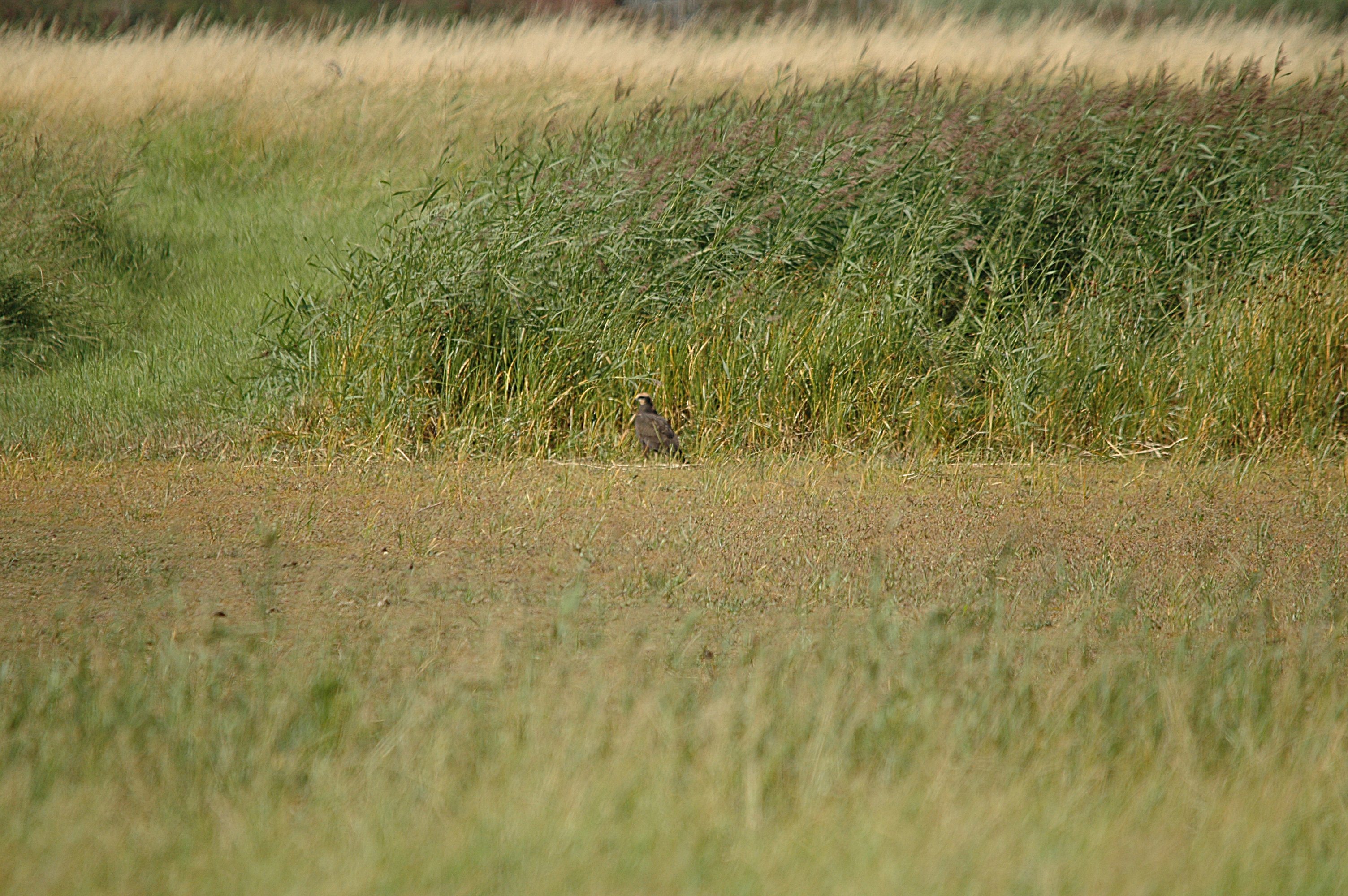 photos/wildlife/Bird_Species/032-Hawks-Eagles-Harriers-Falcons/0688-Western_Marsh-Harrier/DSC_7106.JPG