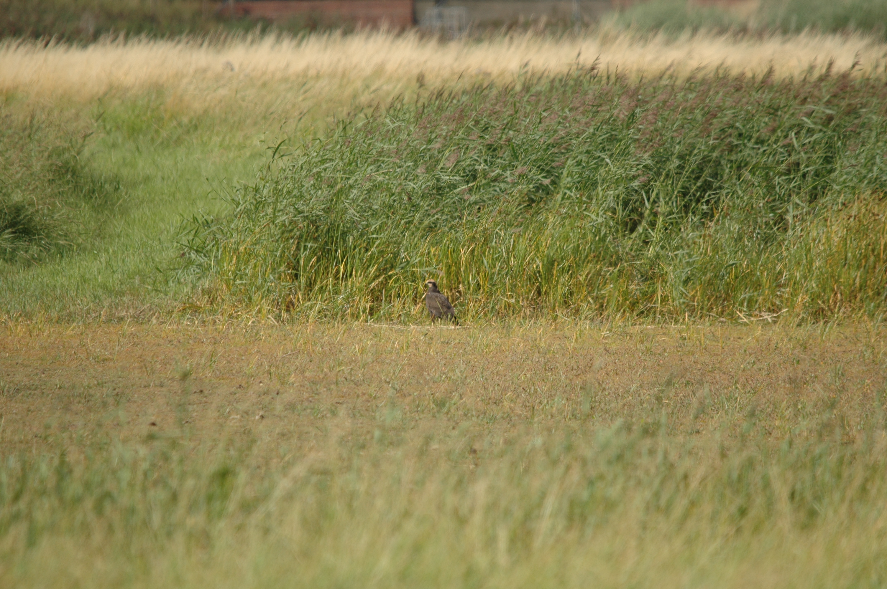 photos/wildlife/Bird_Species/032-Hawks-Eagles-Harriers-Falcons/0688-Western_Marsh-Harrier/DSC_7107.JPG