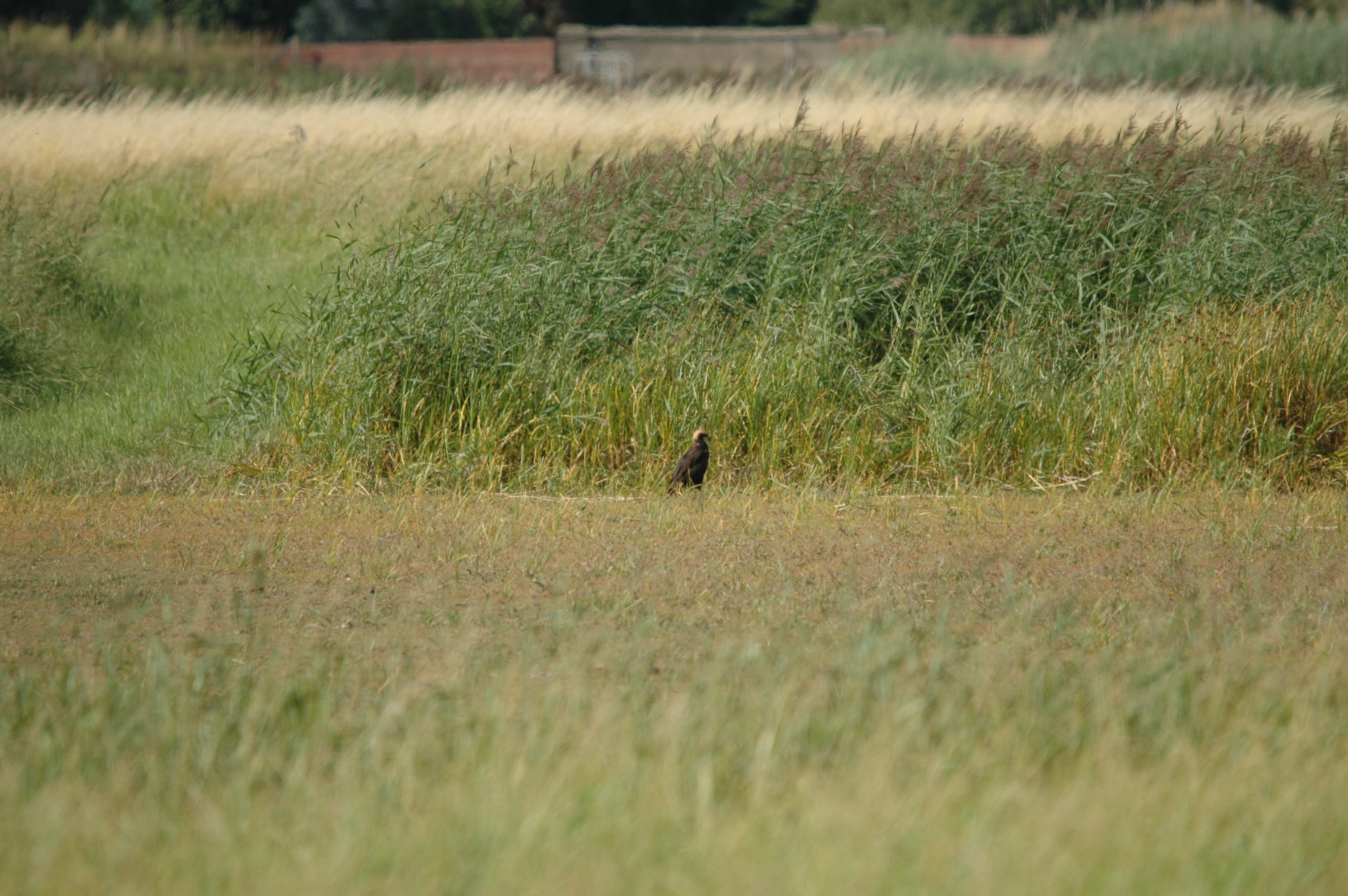 photos/wildlife/Bird_Species/032-Hawks-Eagles-Harriers-Falcons/0688-Western_Marsh-Harrier/DSC_7110.JPG