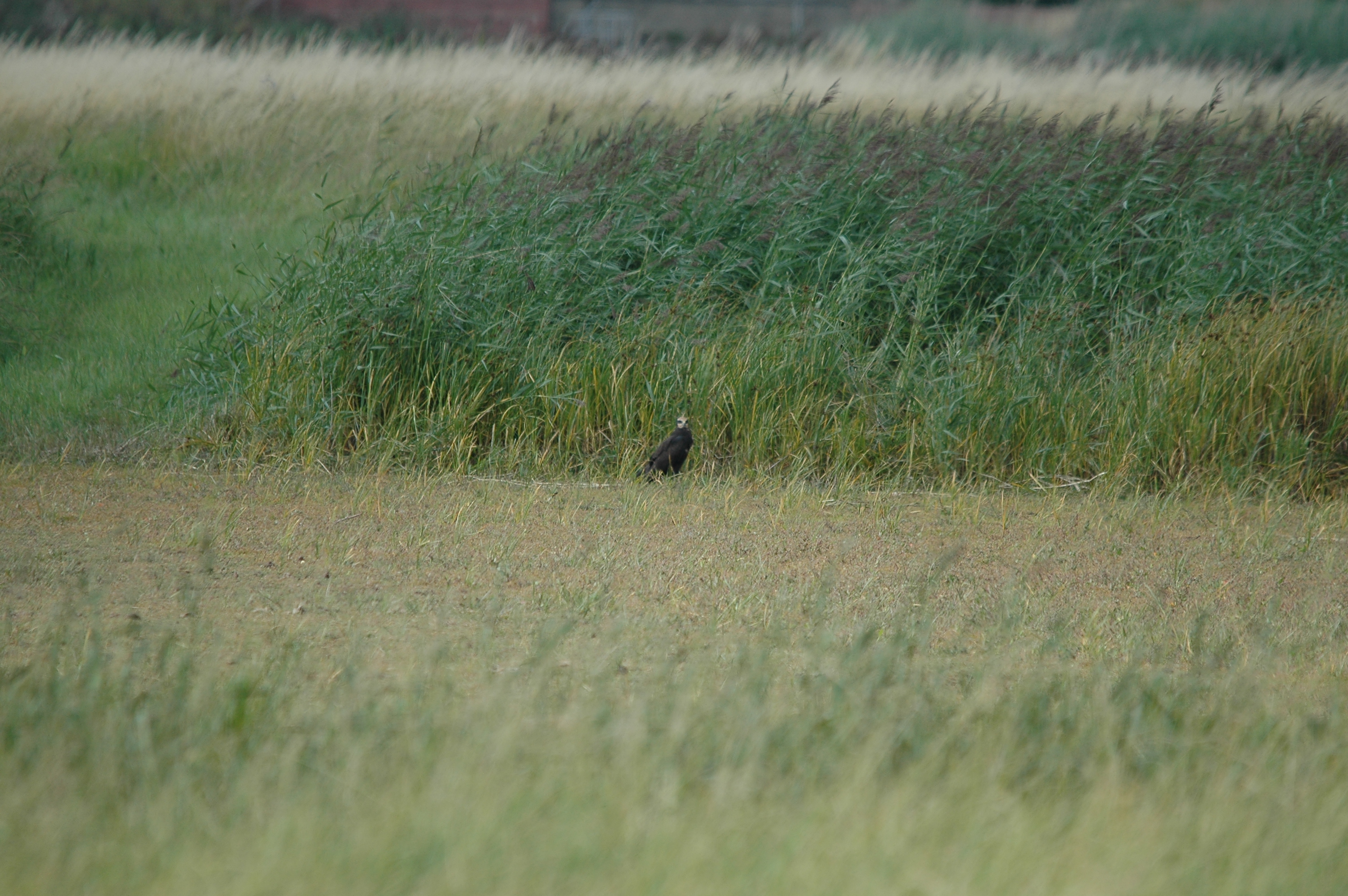 photos/wildlife/Bird_Species/032-Hawks-Eagles-Harriers-Falcons/0688-Western_Marsh-Harrier/DSC_7118.JPG