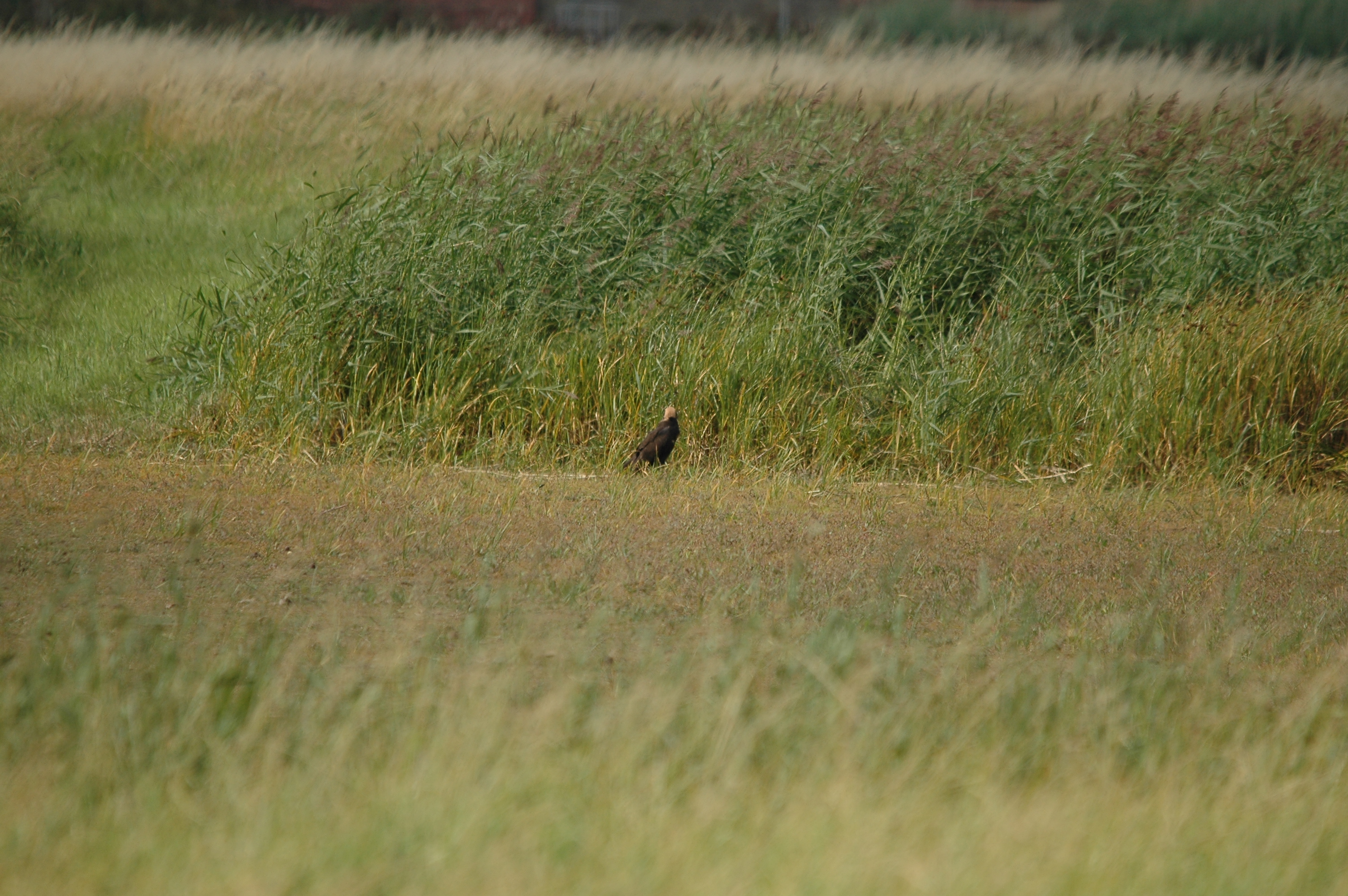 photos/wildlife/Bird_Species/032-Hawks-Eagles-Harriers-Falcons/0688-Western_Marsh-Harrier/DSC_7119.JPG