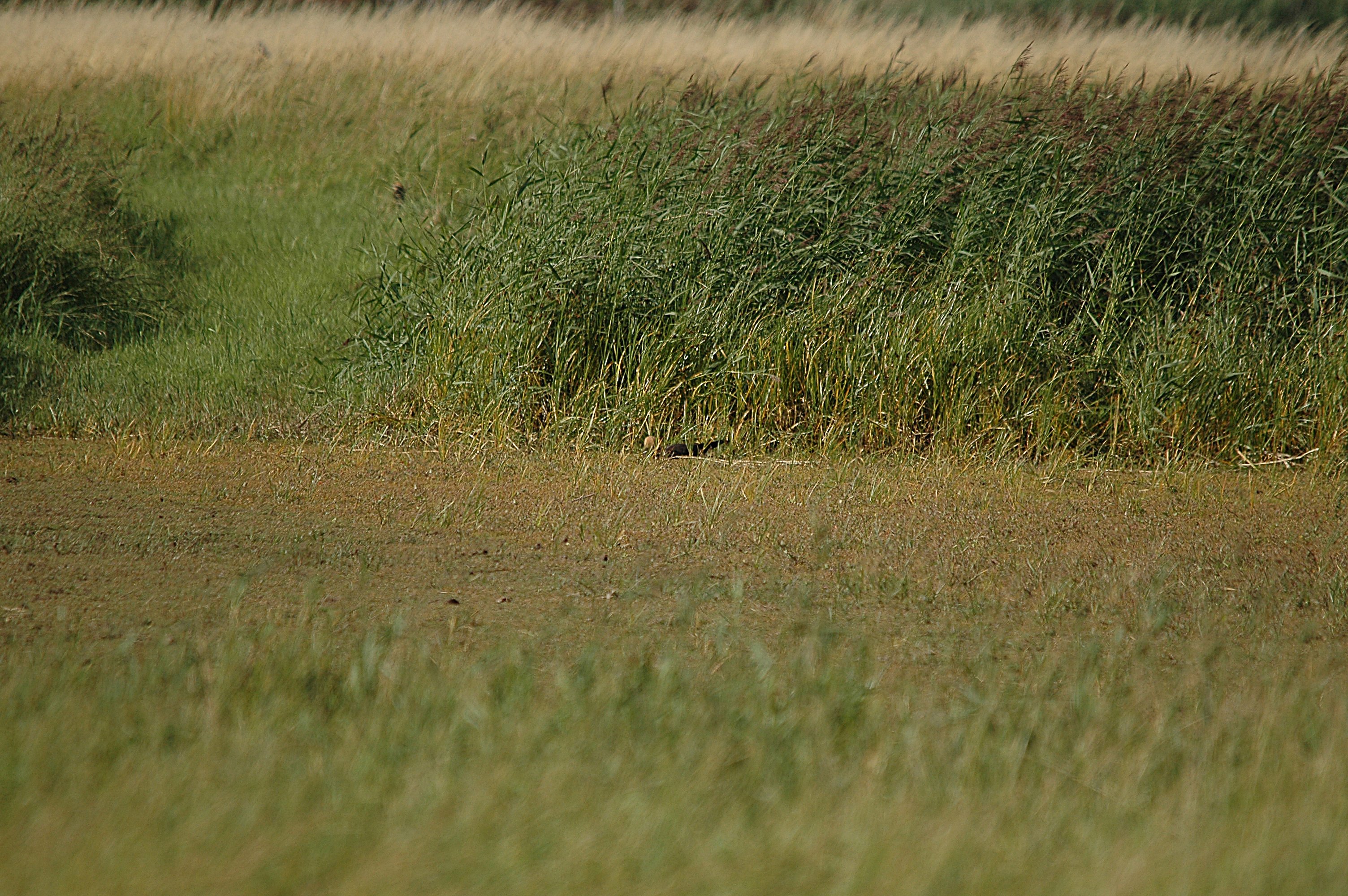 photos/wildlife/Bird_Species/032-Hawks-Eagles-Harriers-Falcons/0688-Western_Marsh-Harrier/DSC_7120.JPG