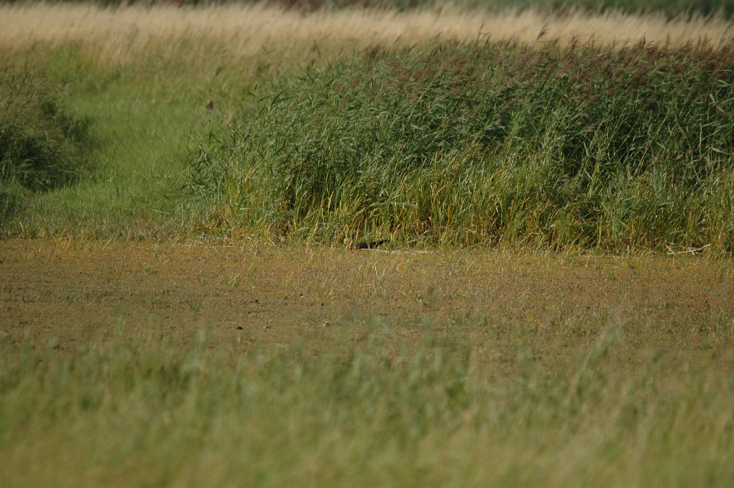 photos/wildlife/Bird_Species/032-Hawks-Eagles-Harriers-Falcons/0688-Western_Marsh-Harrier/DSC_7121.JPG