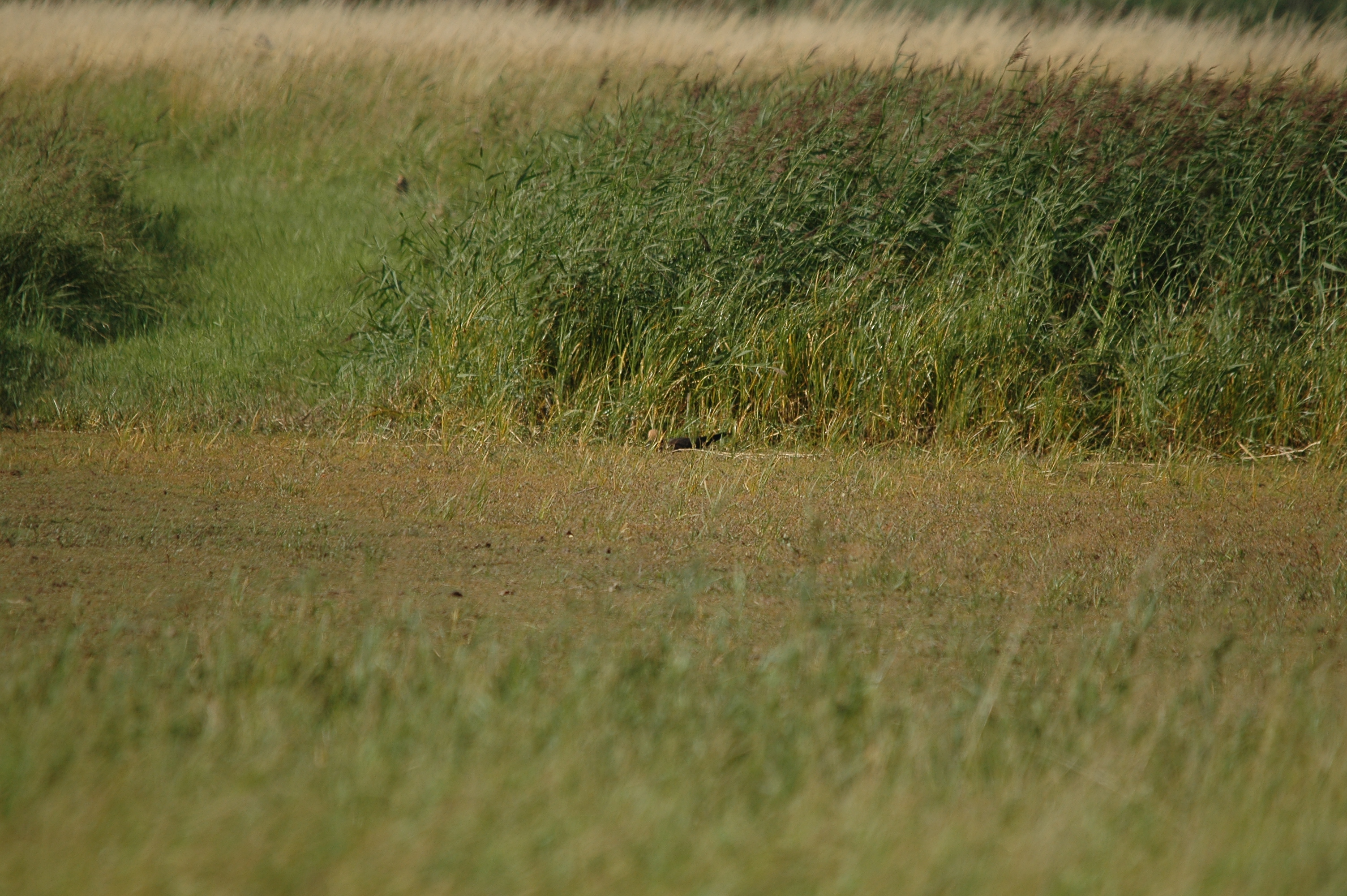 photos/wildlife/Bird_Species/032-Hawks-Eagles-Harriers-Falcons/0688-Western_Marsh-Harrier/DSC_7122.JPG