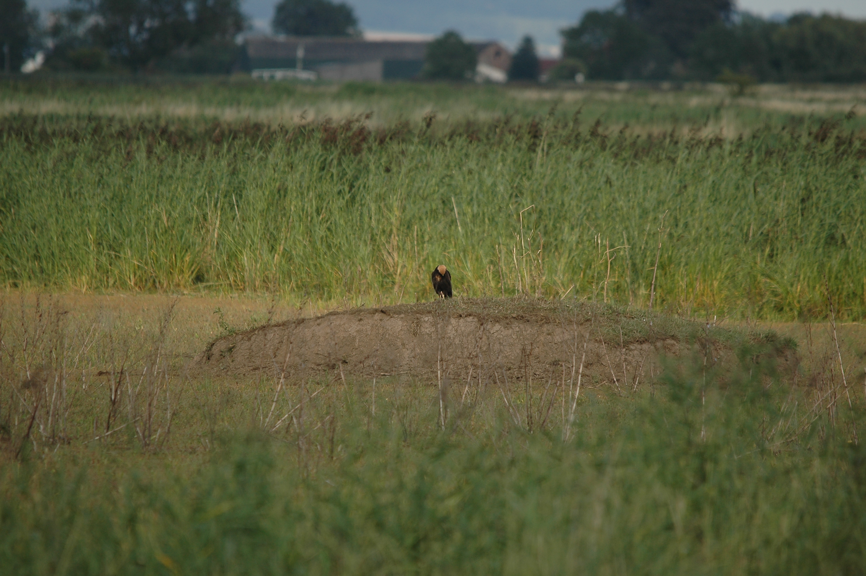 photos/wildlife/Bird_Species/032-Hawks-Eagles-Harriers-Falcons/0688-Western_Marsh-Harrier/DSC_7123.JPG