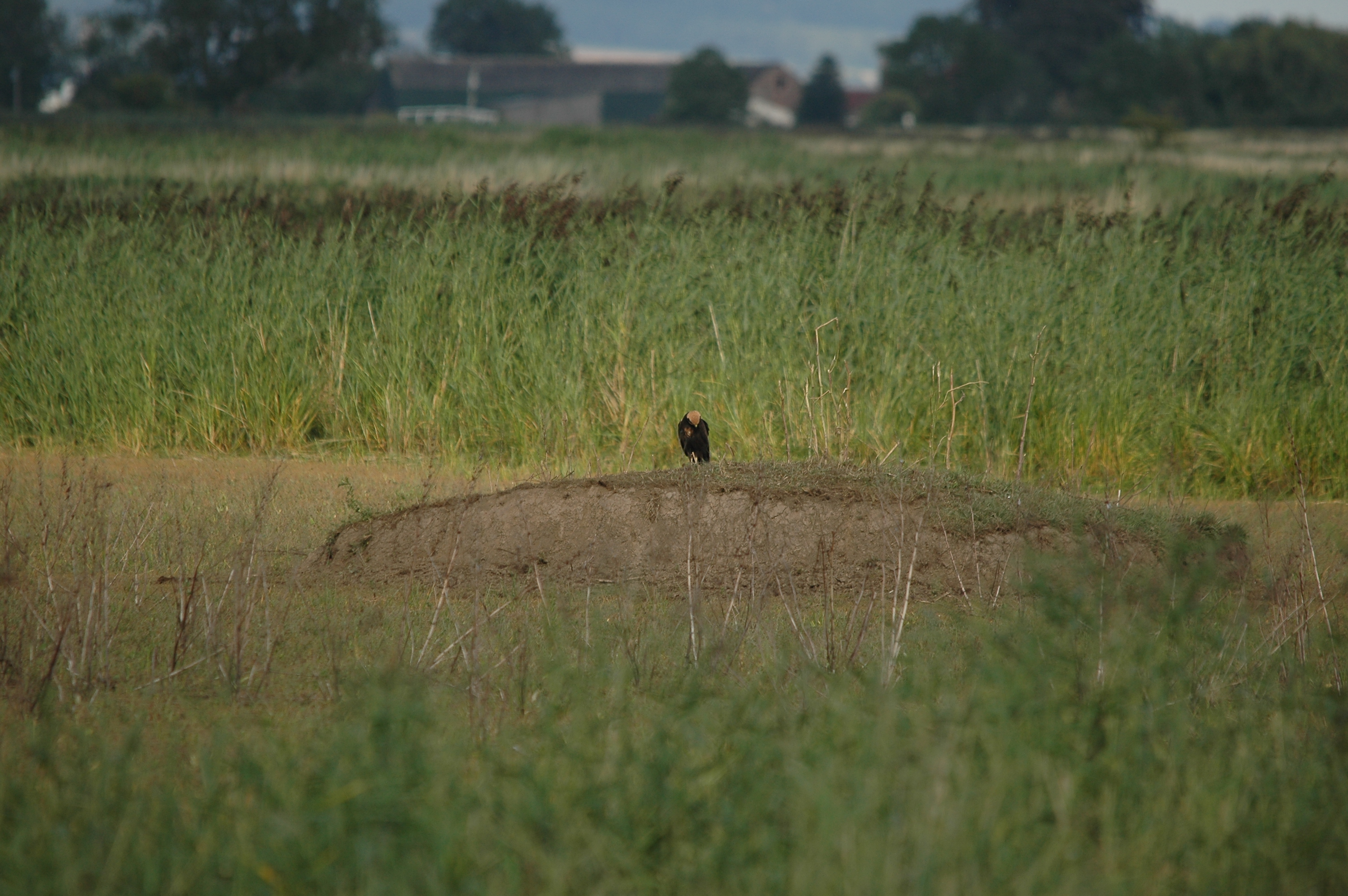 photos/wildlife/Bird_Species/032-Hawks-Eagles-Harriers-Falcons/0688-Western_Marsh-Harrier/DSC_7124.JPG
