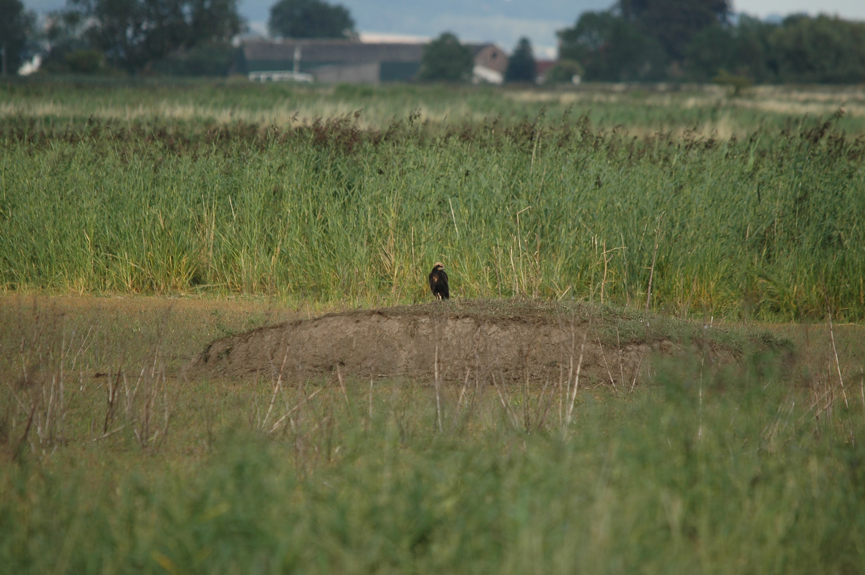 photos/wildlife/Bird_Species/032-Hawks-Eagles-Harriers-Falcons/0688-Western_Marsh-Harrier/DSC_7125.JPG