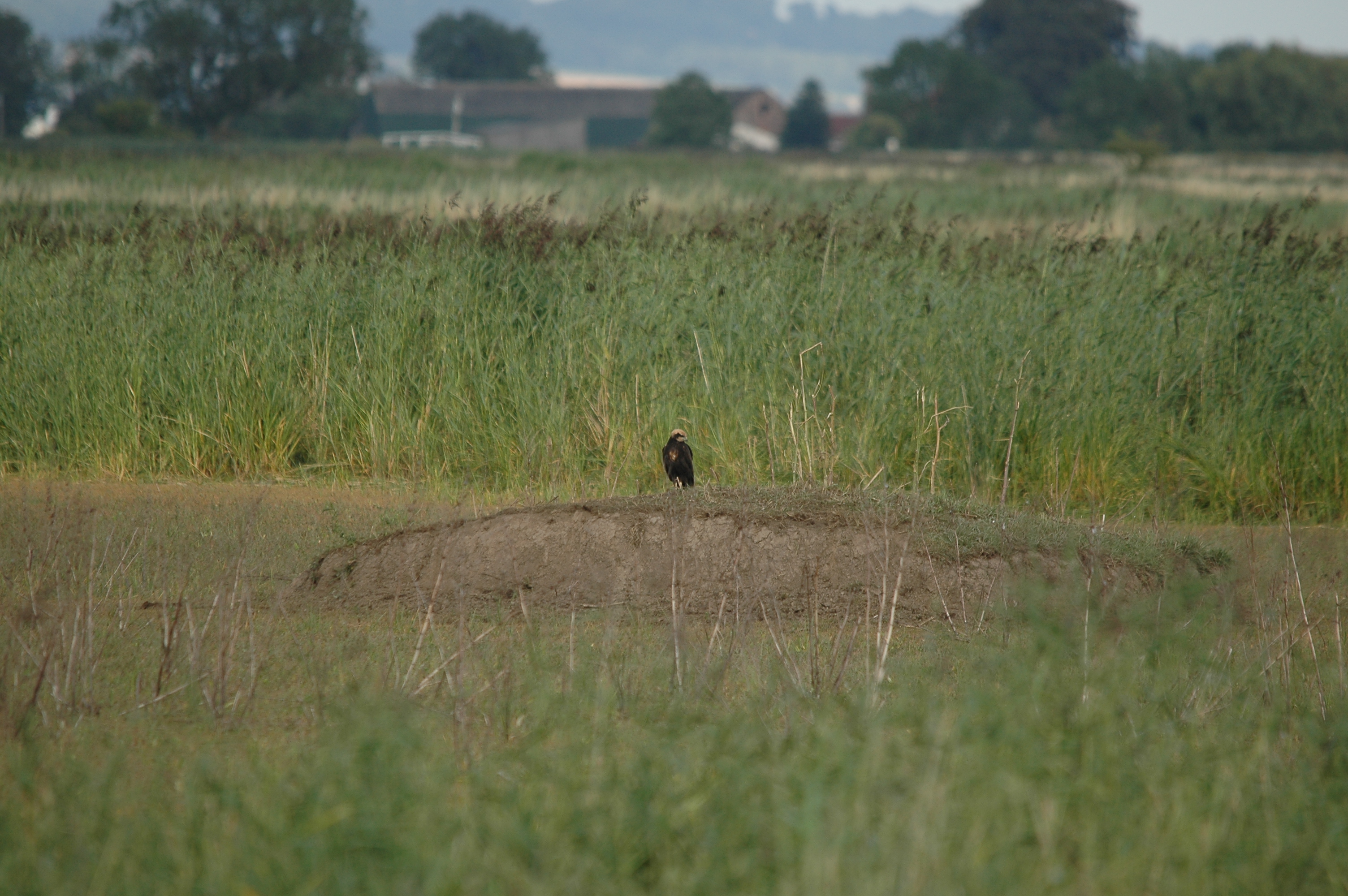 photos/wildlife/Bird_Species/032-Hawks-Eagles-Harriers-Falcons/0688-Western_Marsh-Harrier/DSC_7126.JPG