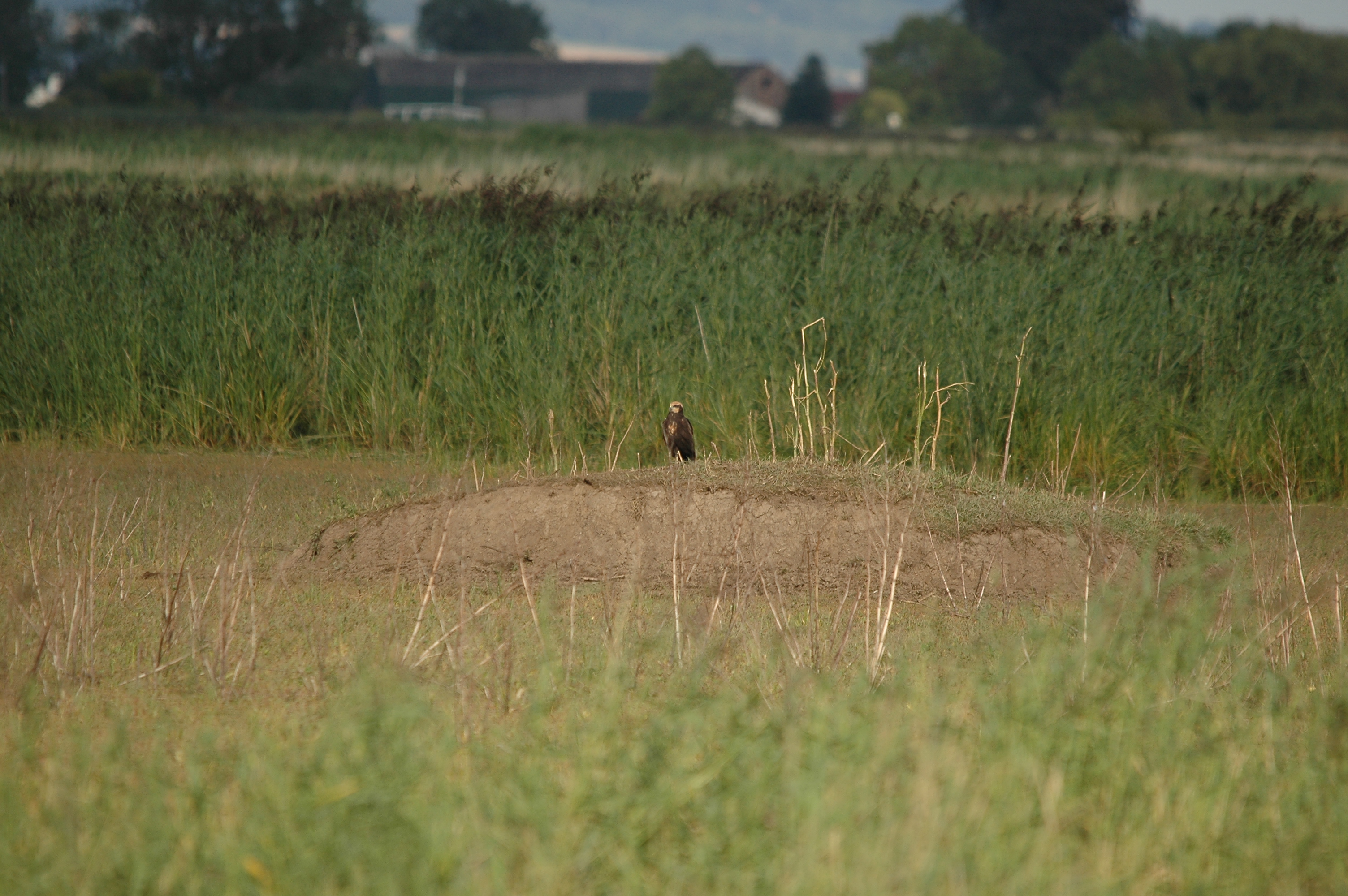 photos/wildlife/Bird_Species/032-Hawks-Eagles-Harriers-Falcons/0688-Western_Marsh-Harrier/DSC_7127.JPG